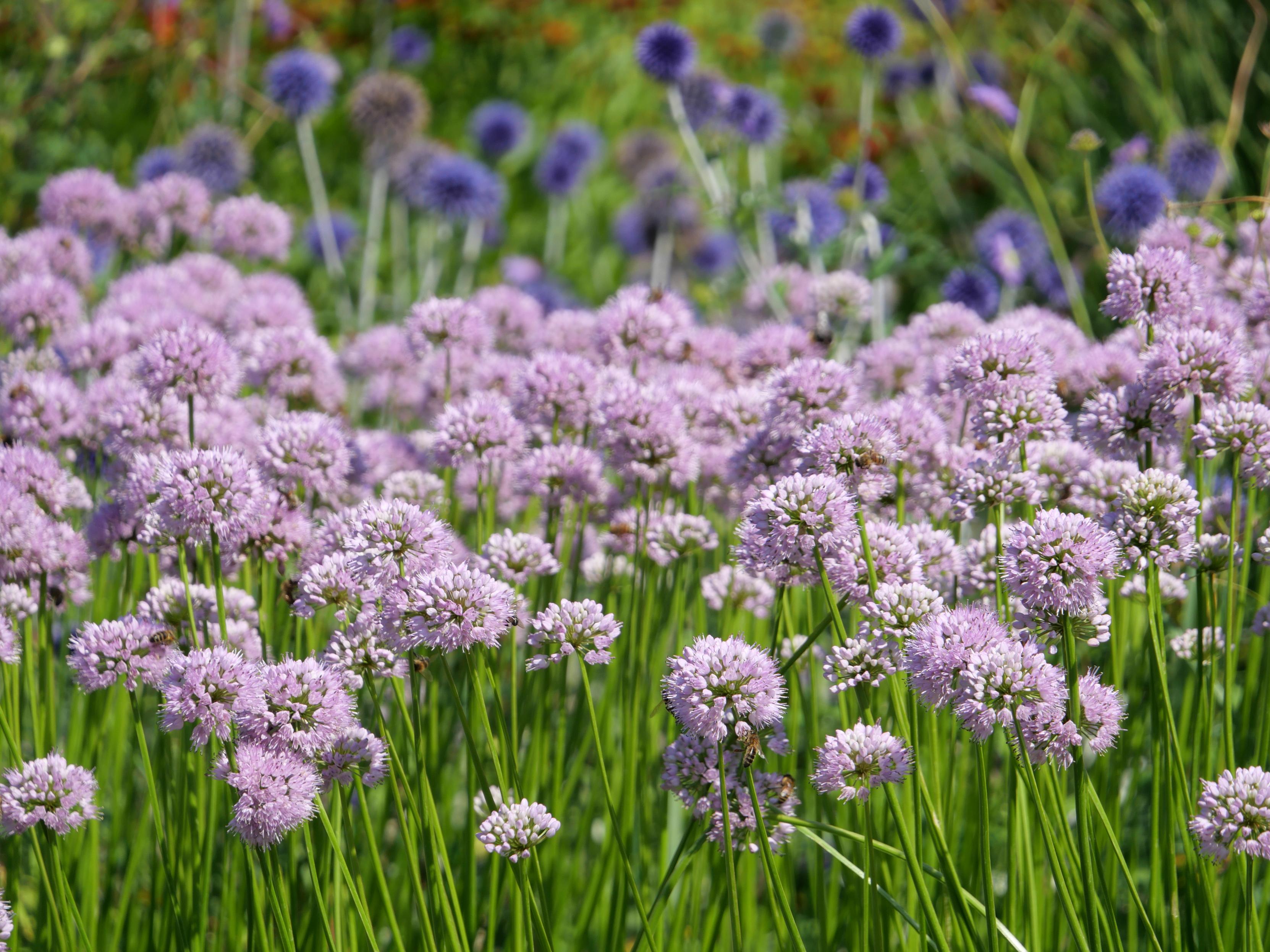 A field with purple flowers in the foreground