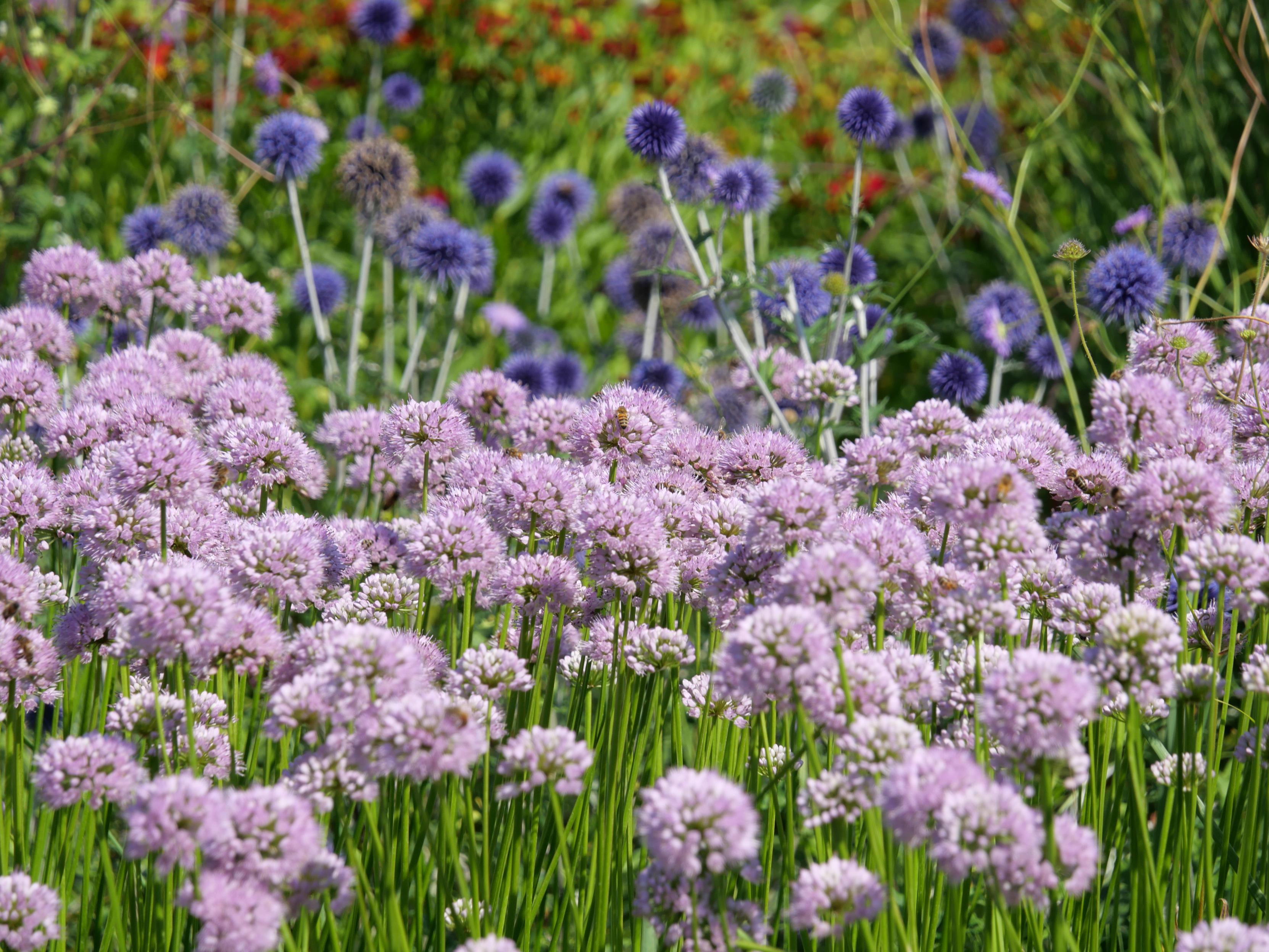A field with purple flowers in the foreground