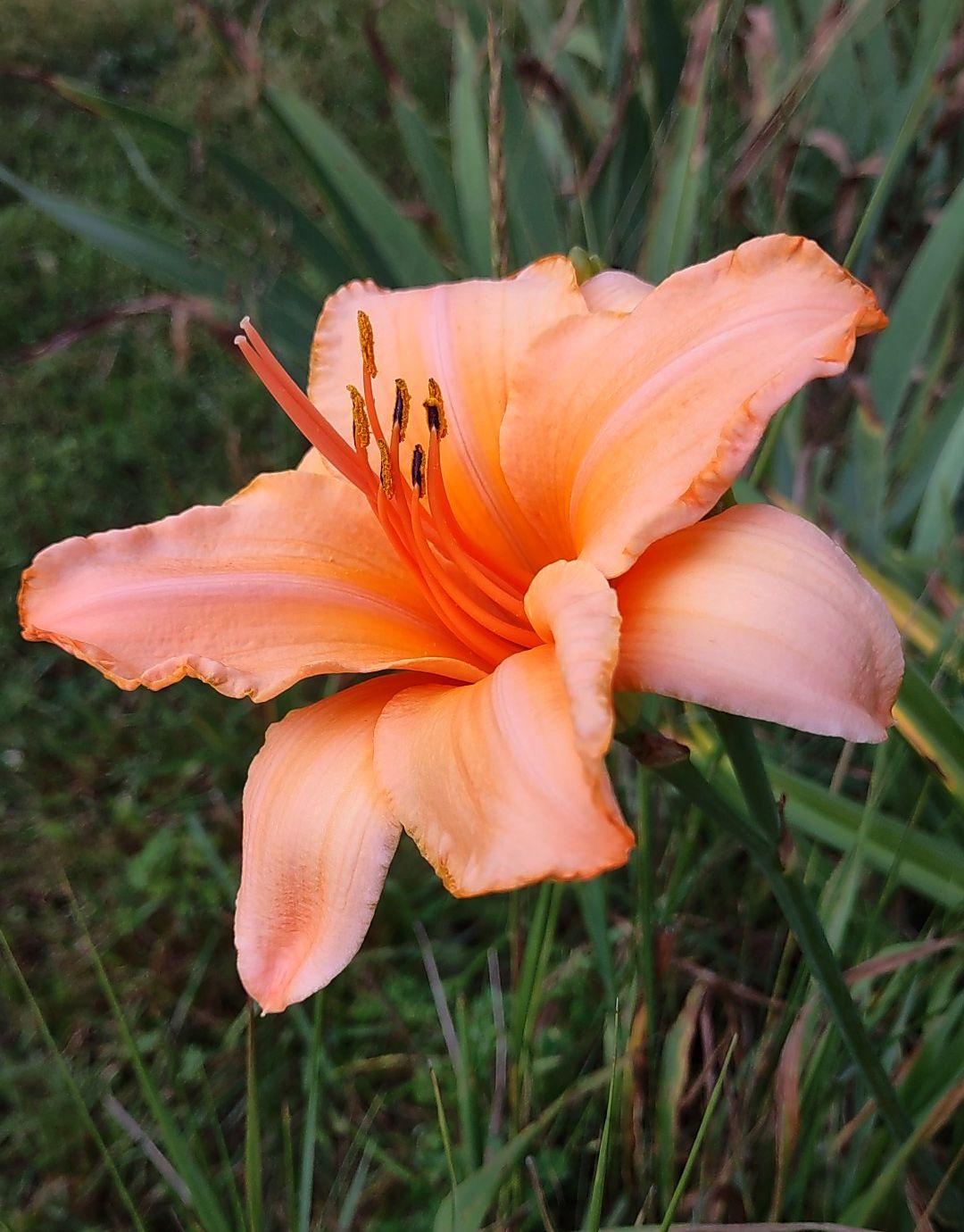 Day Lilly cultivar. Noticed this bloom has two stamens. They're stuck together until they reach their tips. Six light salmon(?) colored tepals with hints of yellow in the center. Anthers have hints of yellow too. Around 3 inches in diameter. A blurry green leafy background.