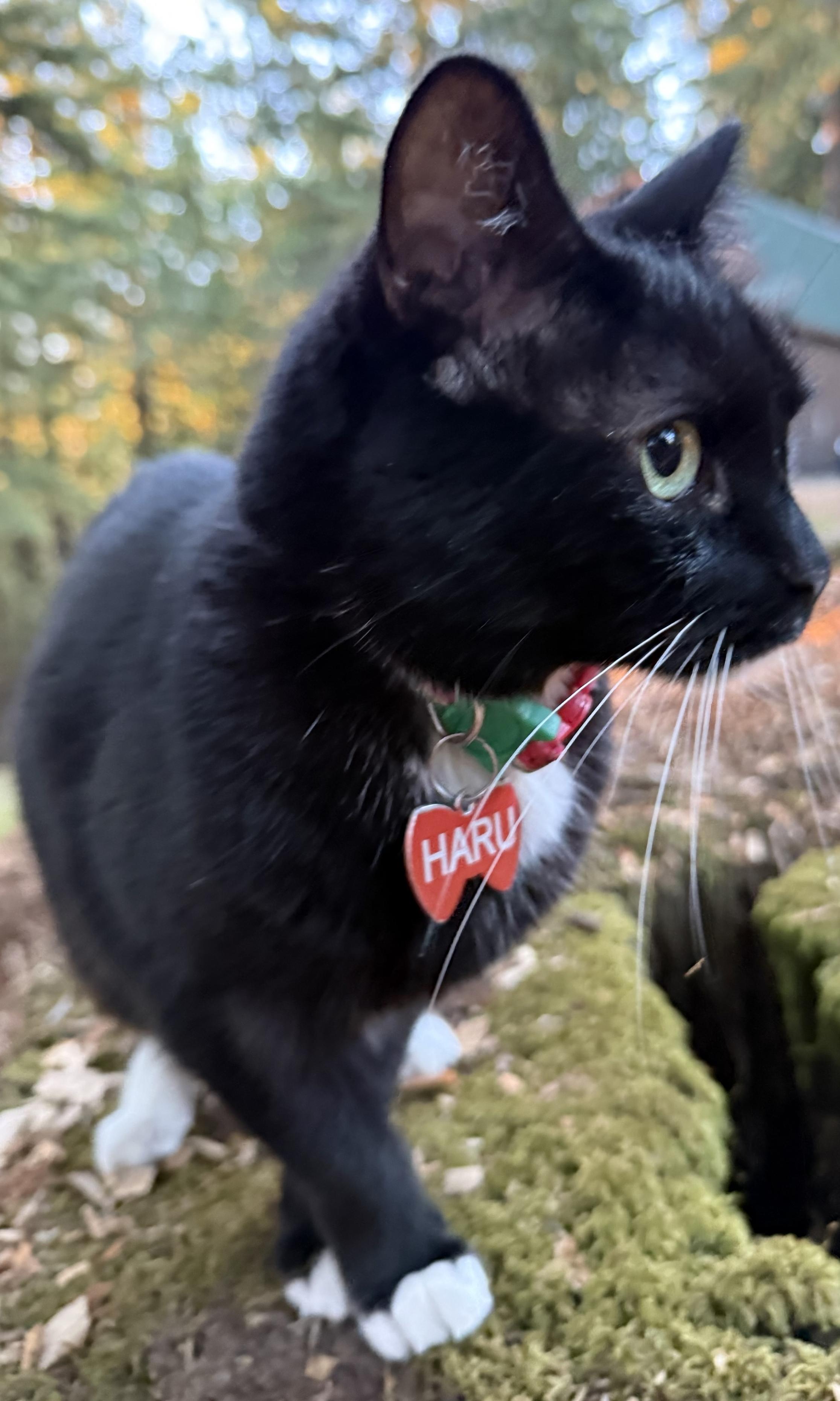 Haru-chan, a tuxedo kitty, is exploring a natural outdoor setting. The cat has distinctive white paws and an orange heart-shaped tag with the name "Haru." Soft-focus greenery and a wooden surface form the background.