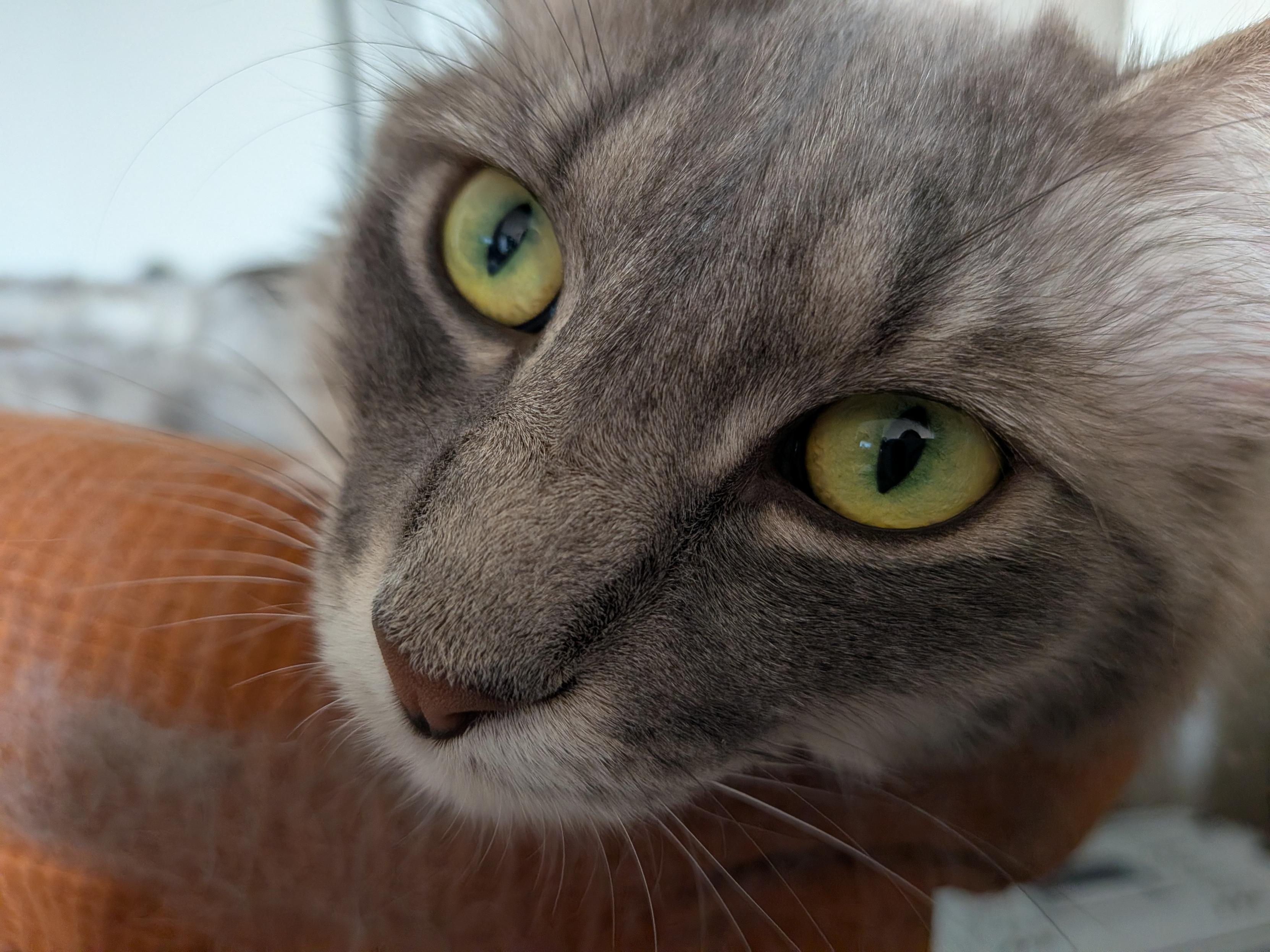 Tired runway model of a cat. She's had a long day of aggressive snuggles and stealing her Mama's pillow. When she snuggles, she has to resist her urge to always be on the move and her Mama can never get pictures because she demands both hands are used.