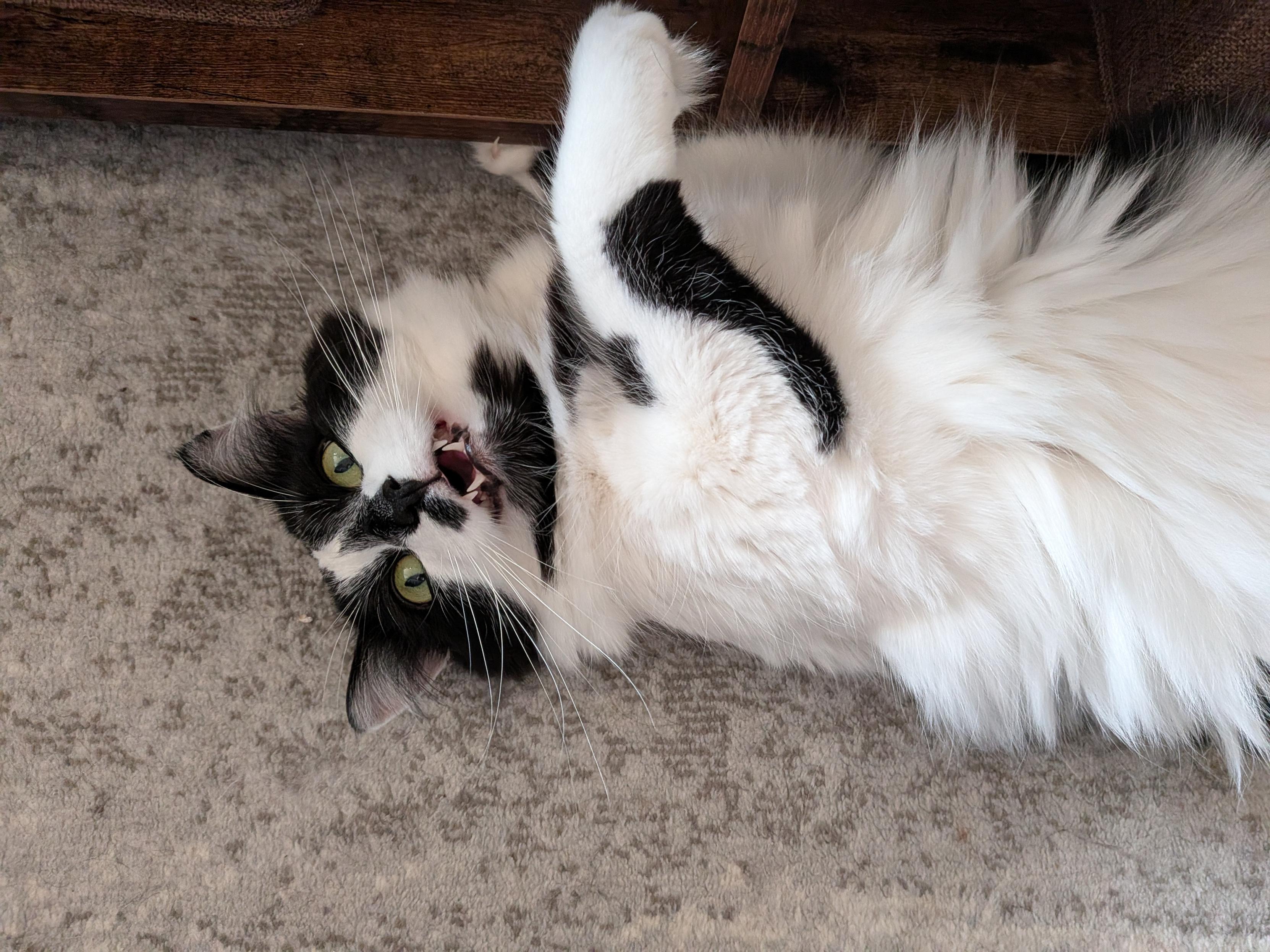 Spicy kitty wants hand snacks. On her back, she's asking for pets in the cutest little meows and can't help responding with violence to anything that comes within range. This is typical of her. She even wants pets and snuggles when she has the zoomies.