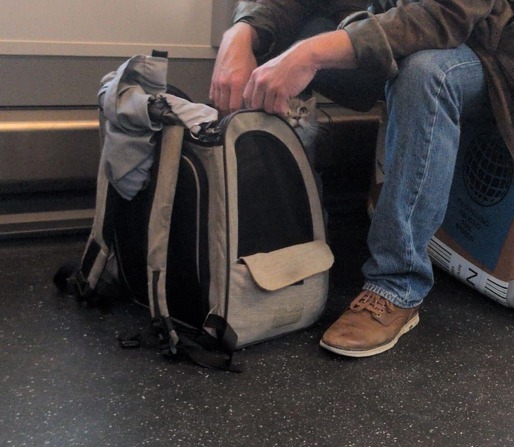 Photo aus einem Zug. Ein offener Transportrucksack, darin eine Katze, die rausschaut.