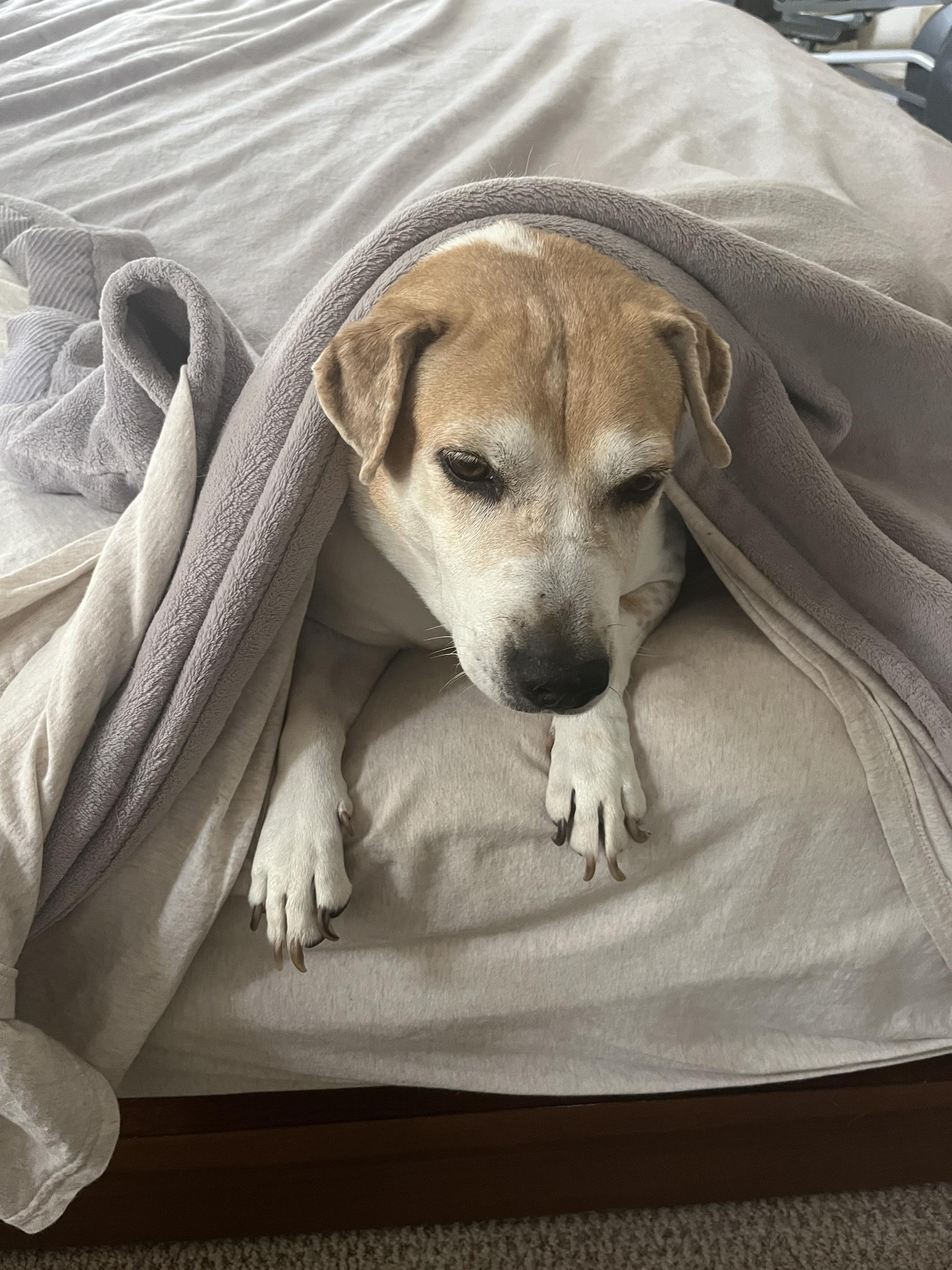 Brown and white beagle mix with her head and paws sticking out the edge of the bed from under the sheet and blanket.