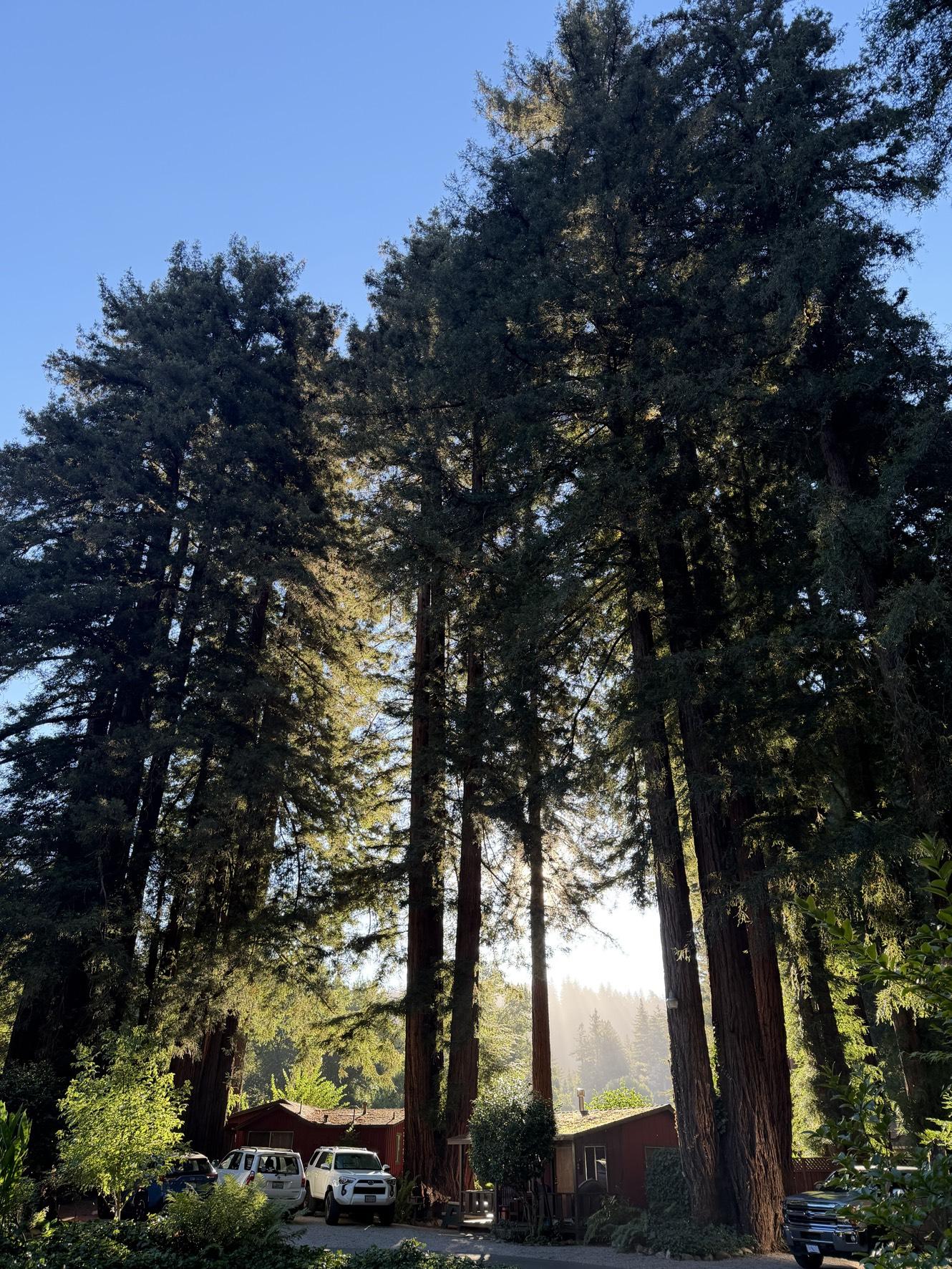 Redwood trees tower over cabins as the early morning sun peeks through their branches