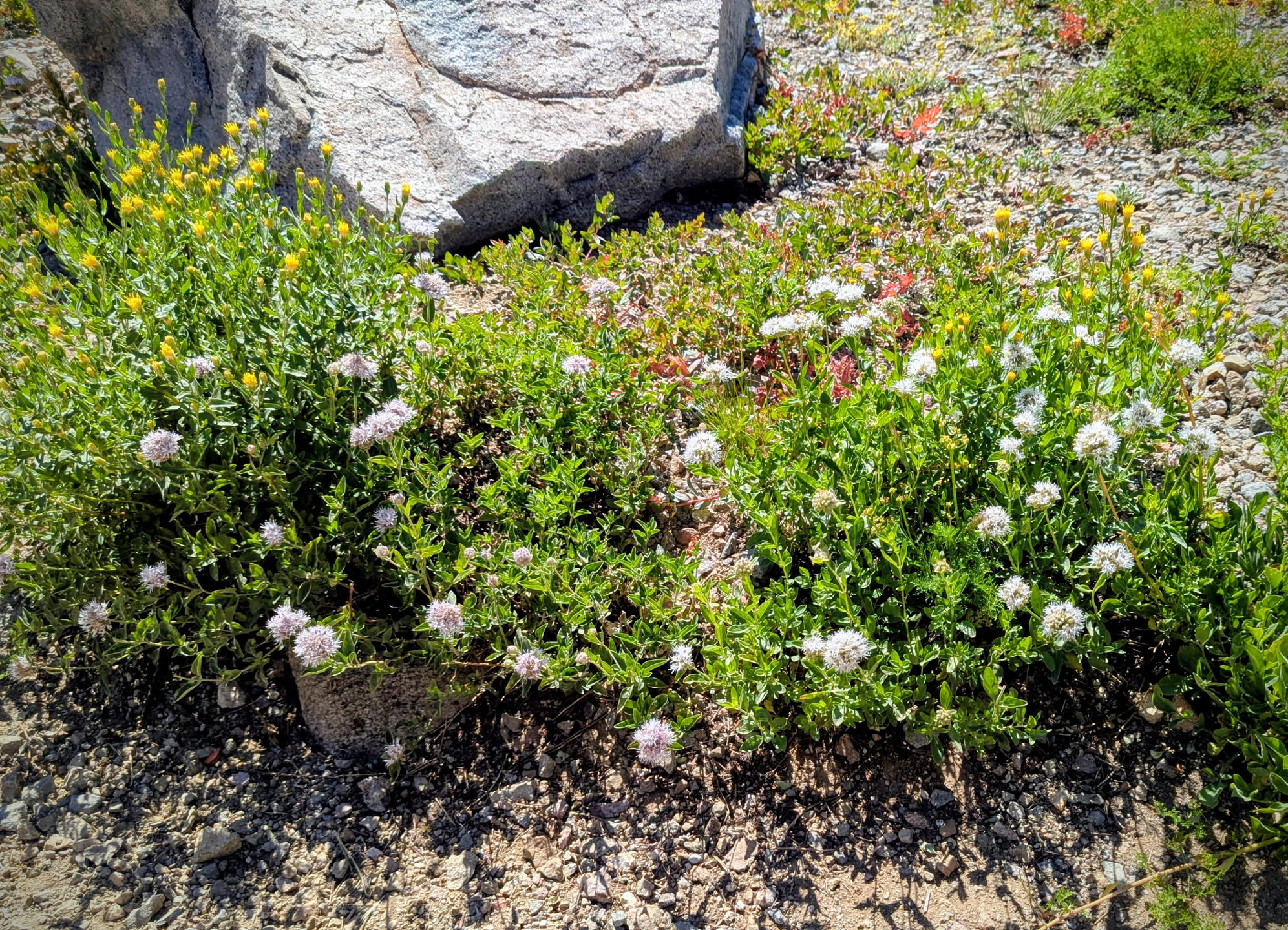 White wildflowers