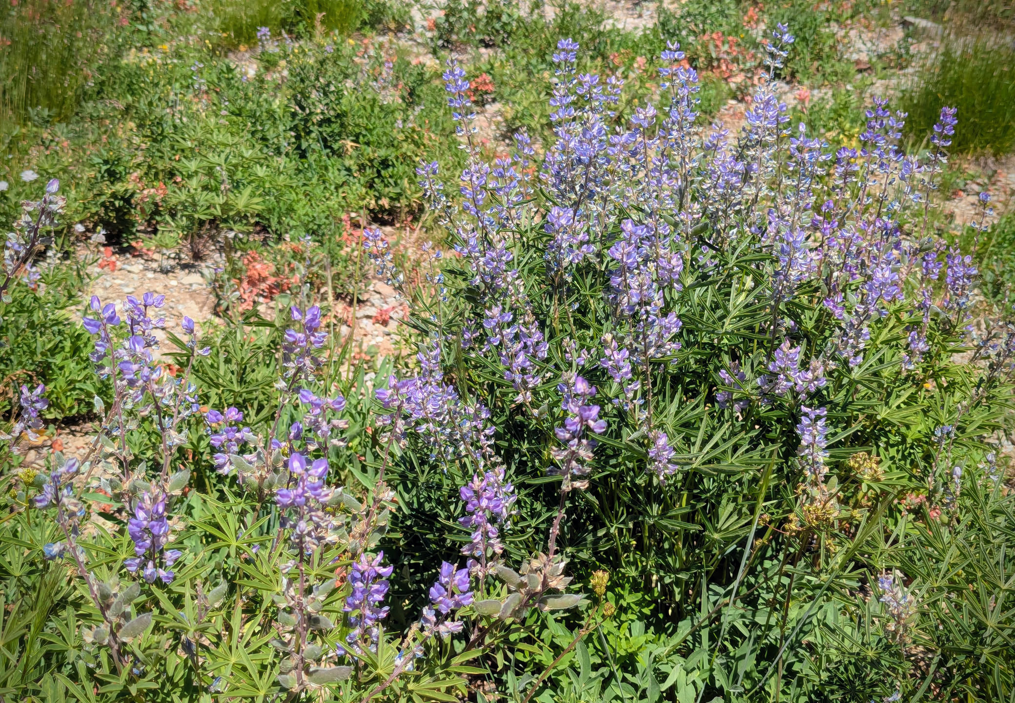 Purple wildflowers