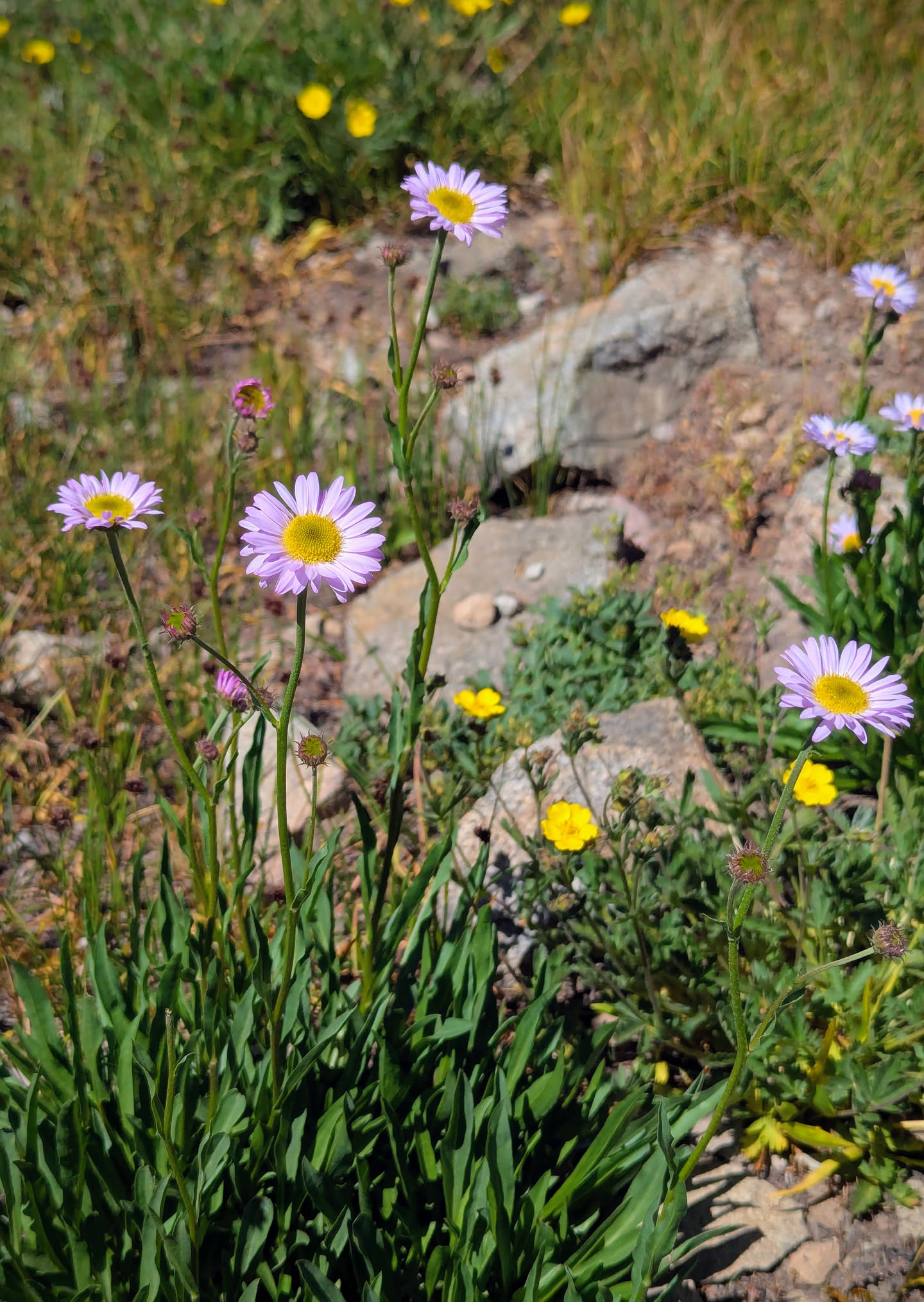 Purple & yellow Astors