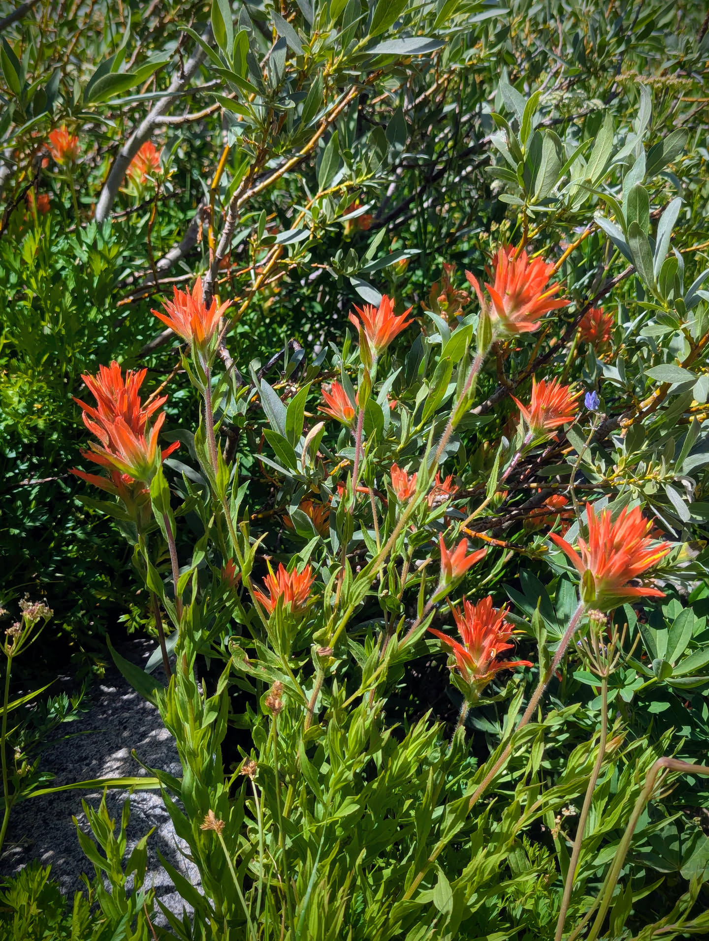 Red "paintbrush" wildflowers