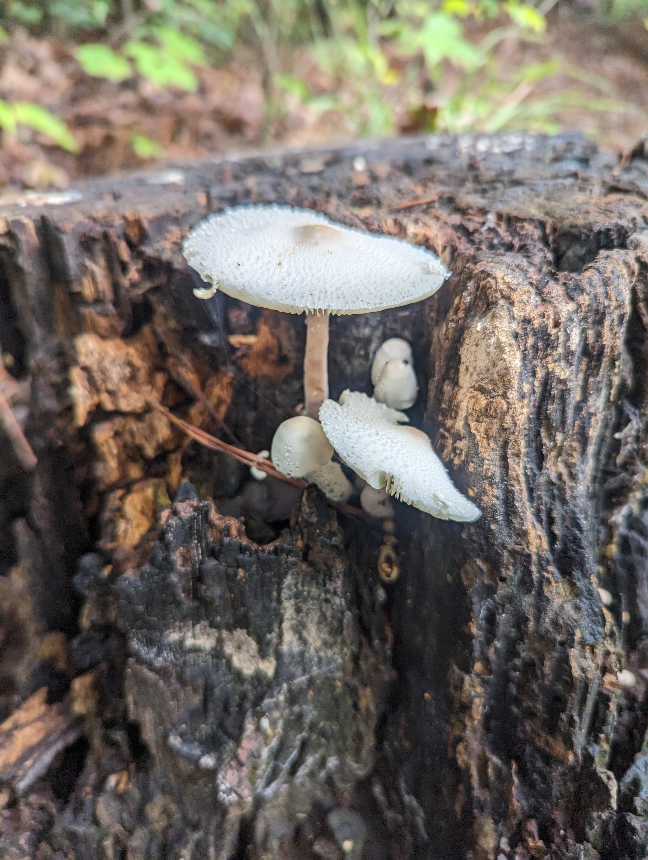 A small cluster of white mushrooms with rain and/or dew drops growing out of the side of a decaying stump.