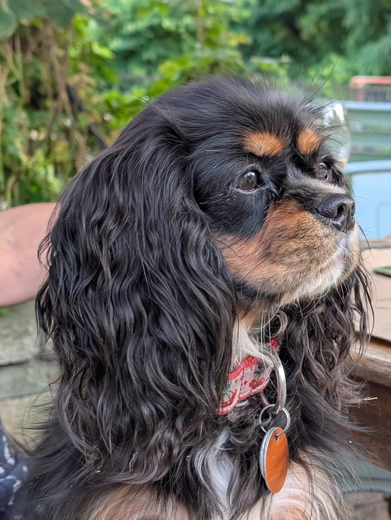 A black and tan Cavalier King Charles spaniel sitting and looking into the distance.