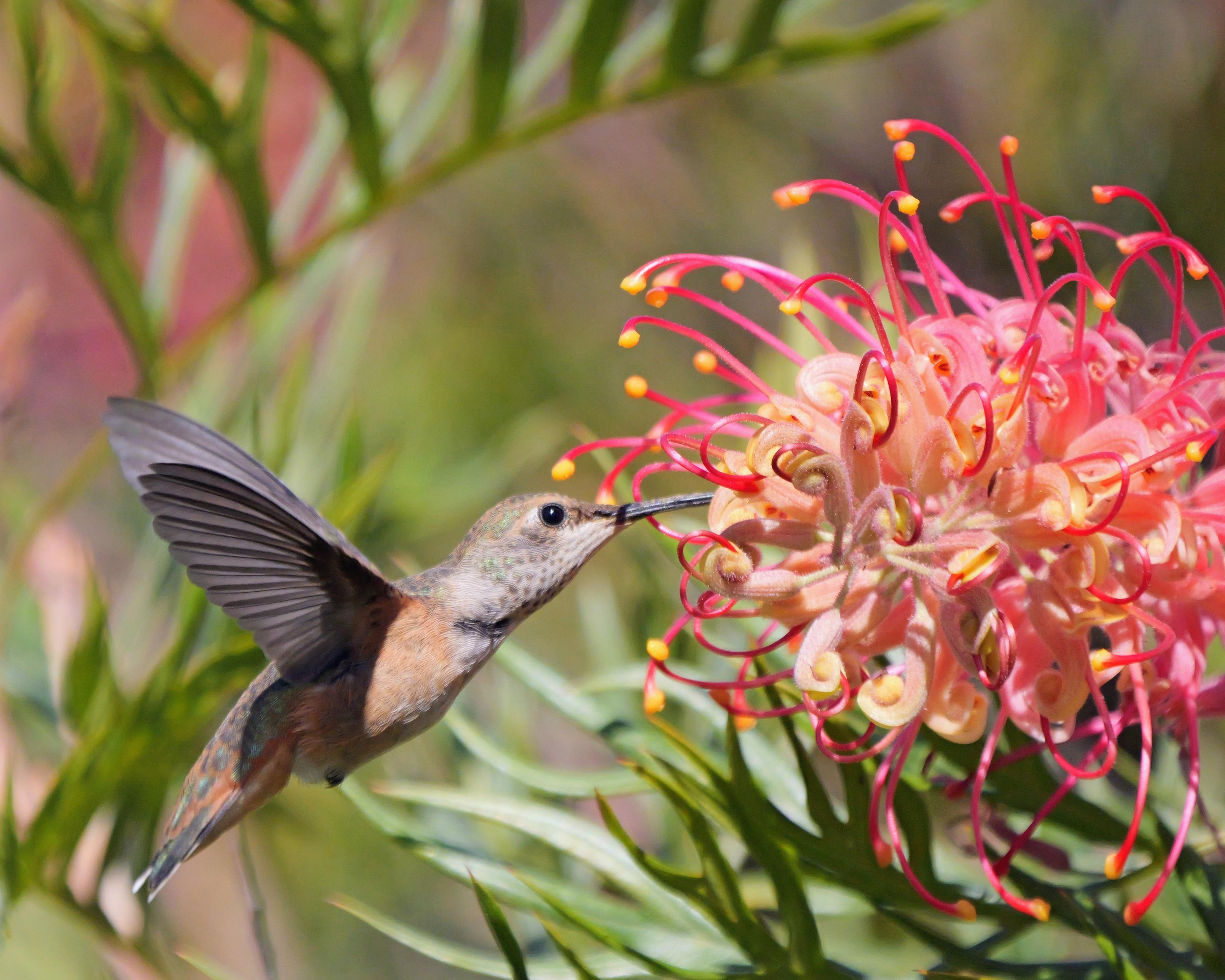 A hummingbird feeding from a grevillea flower.