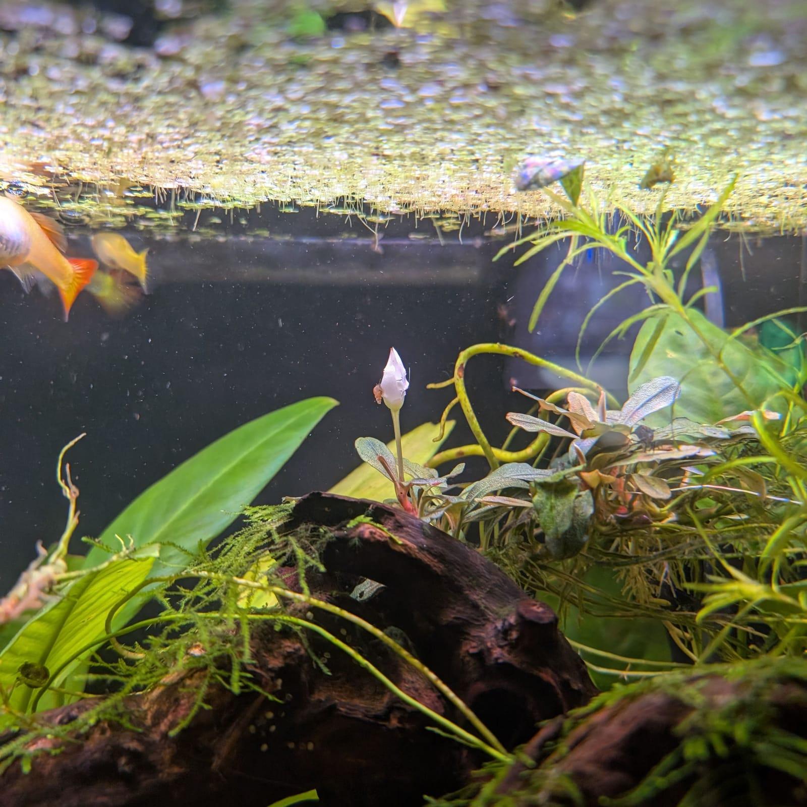 An aquarium scene showing small fish swimming among aquatic plants and a dark piece of driftwood, with a white flowering plant visible in the center and algae-covered substrate at the water's surface.