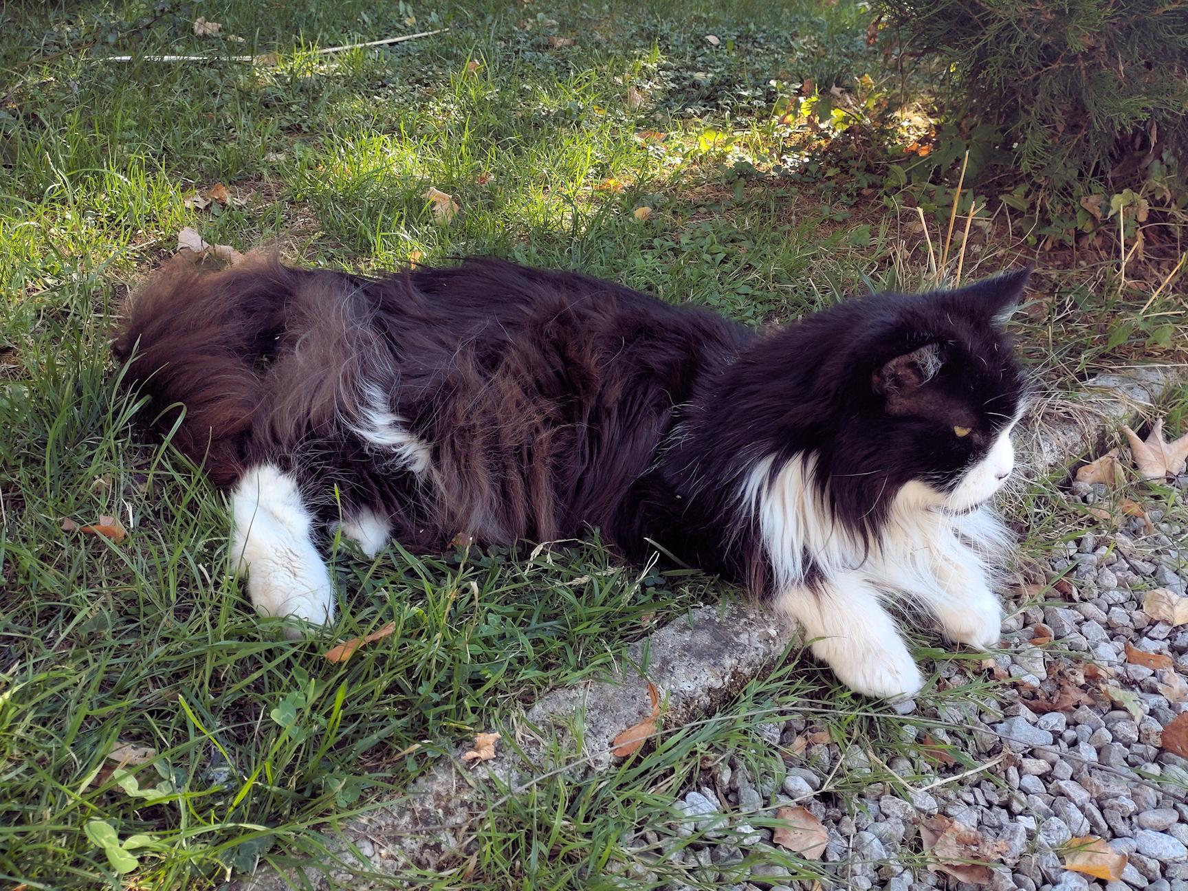 Gloria the Maine Coon, chilling on lawn