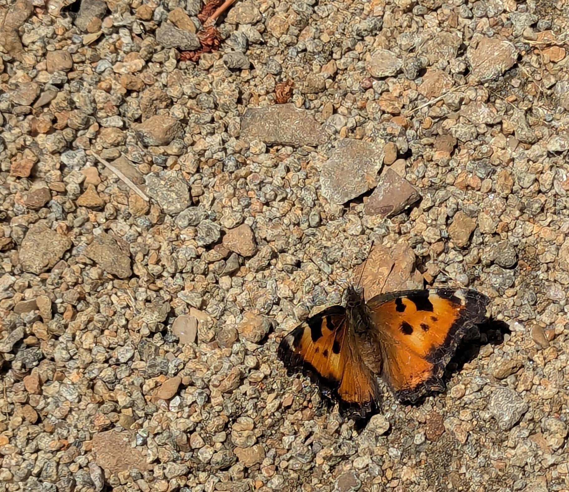 A California tortoiseshell butterfly resting on the rocky ground.  Photo was taken next to Frog Lake in Carson Pass, at about 8600' MSL.