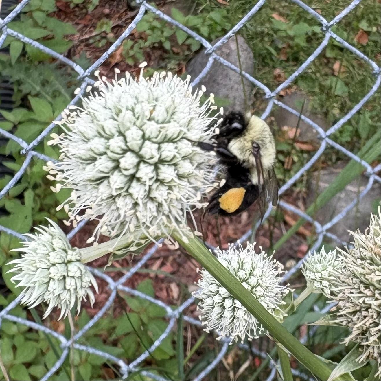 Bee on a rattlesnake master