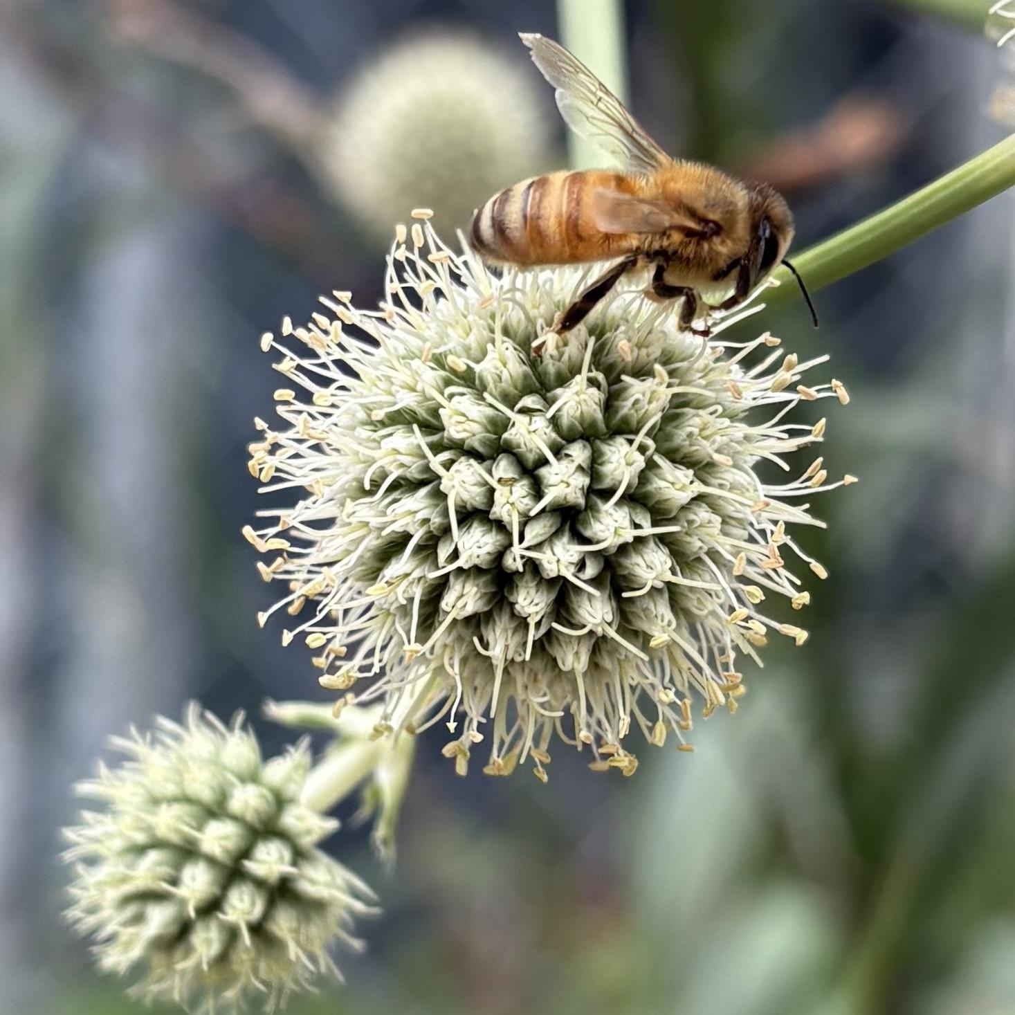 Bee on a rattlesnake master