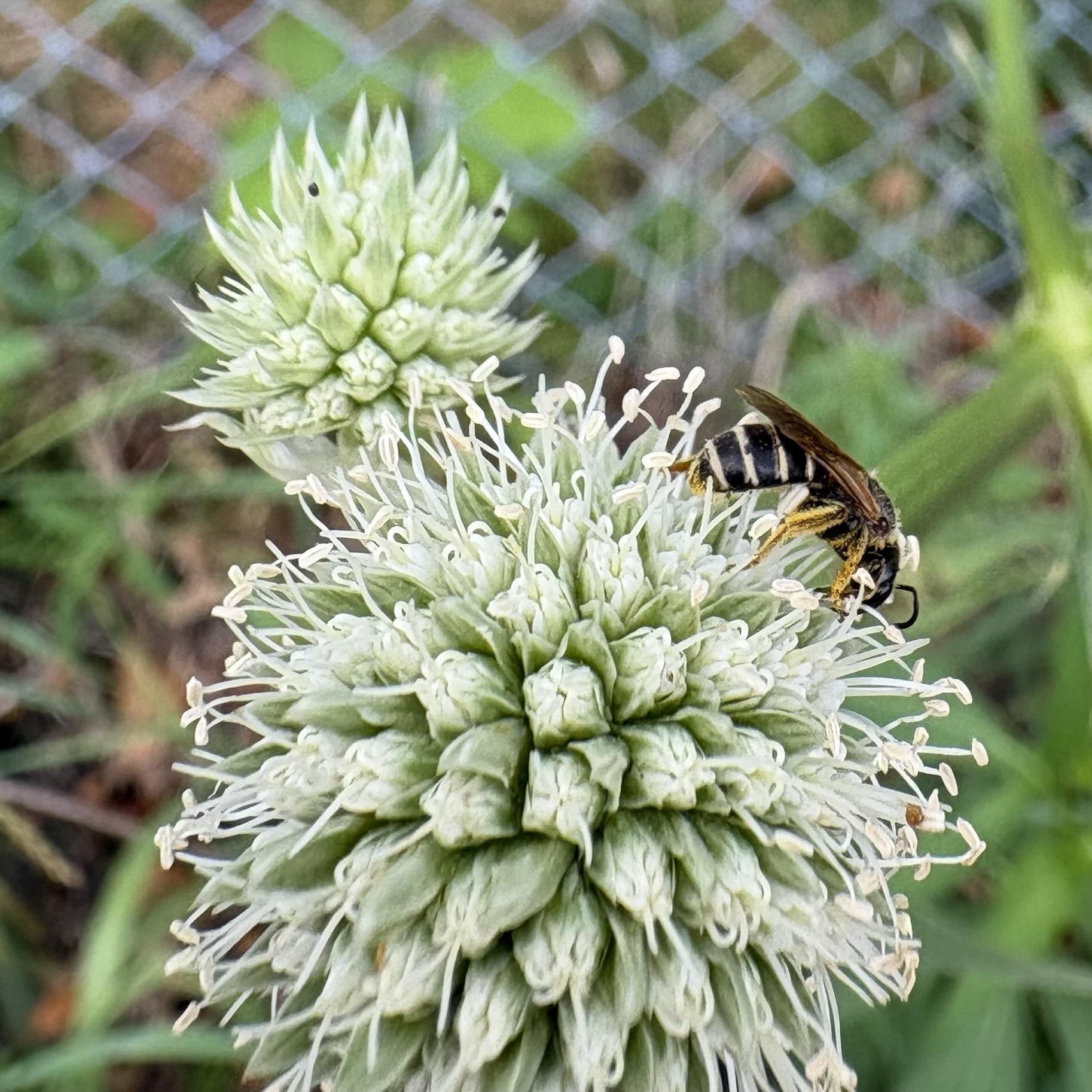 Bee on a rattlesnake master