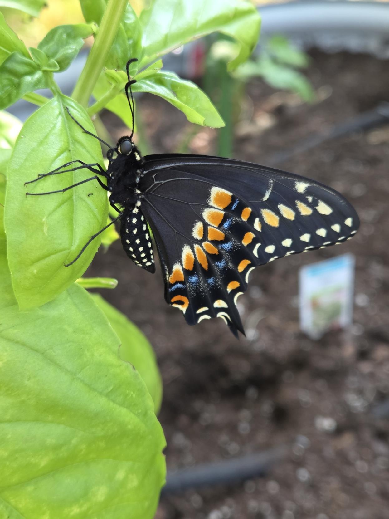 Swallowtail butterfly on a basil plant. The multicolored underside of its wing is visible.