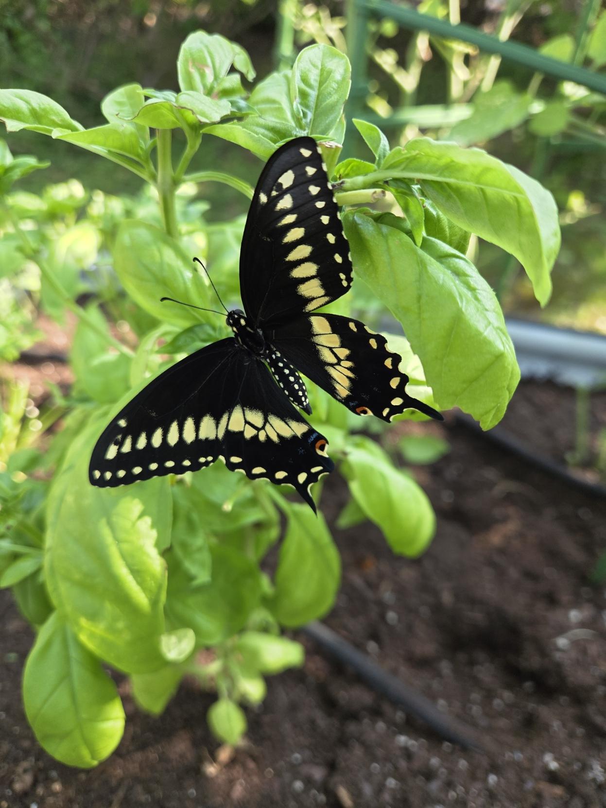 Swallowtail butterfly on a basil plant