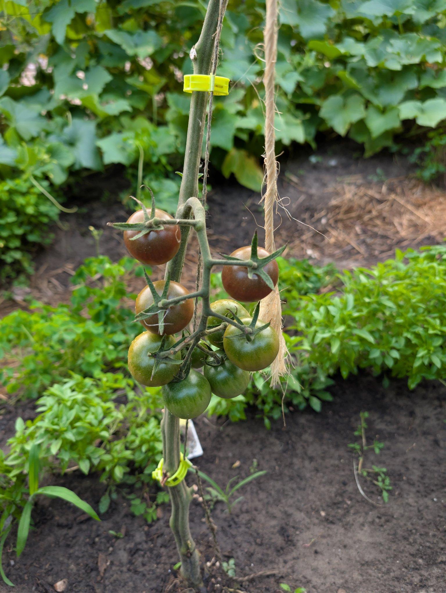 A vine of cherry tomatoes still OK the plant. The top two are starting to turn a dark red color. Some small basil and cucumber plants can be seen in the background