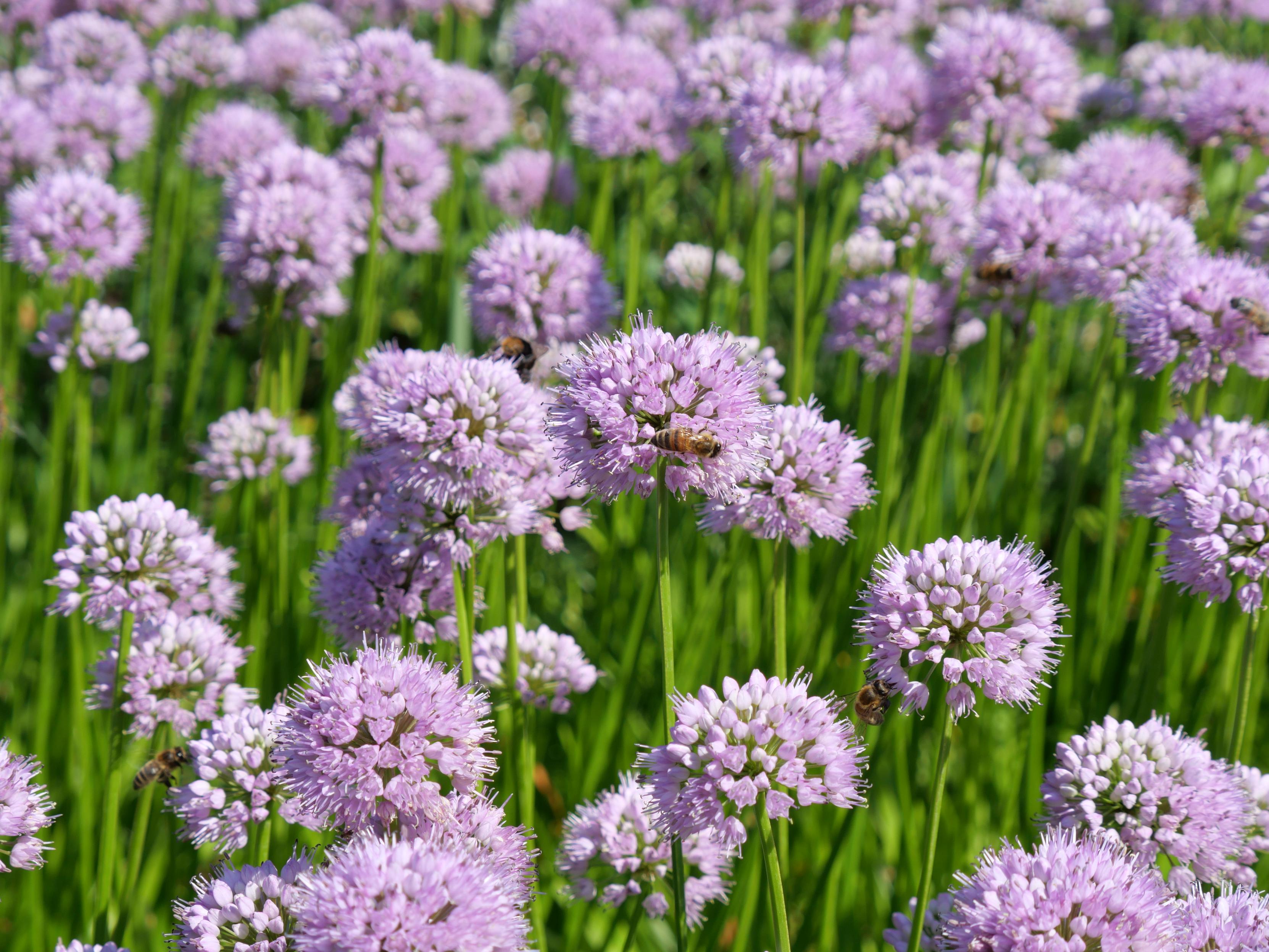 Field of purple flowers.