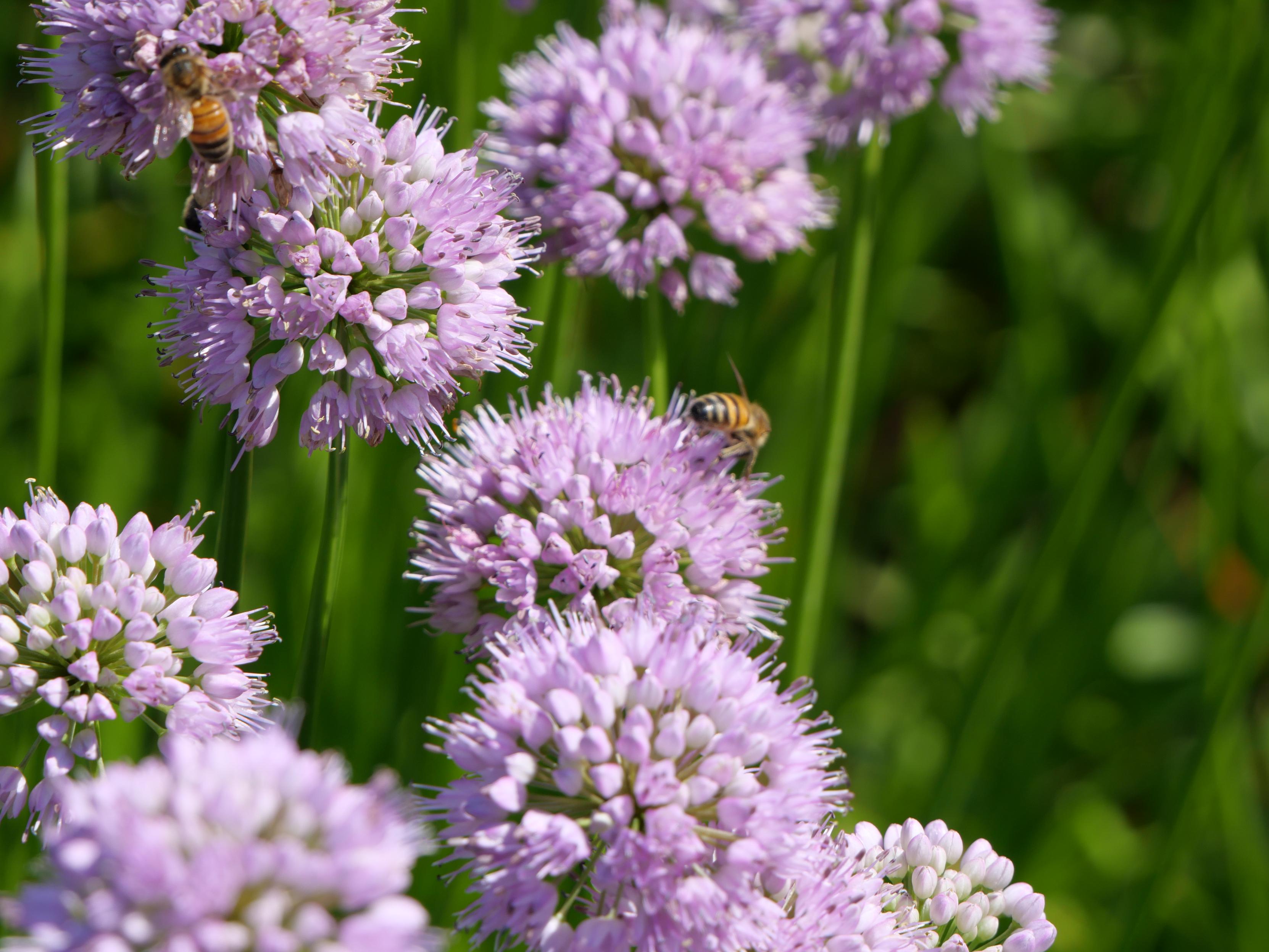 Field of purple flowers with bees!