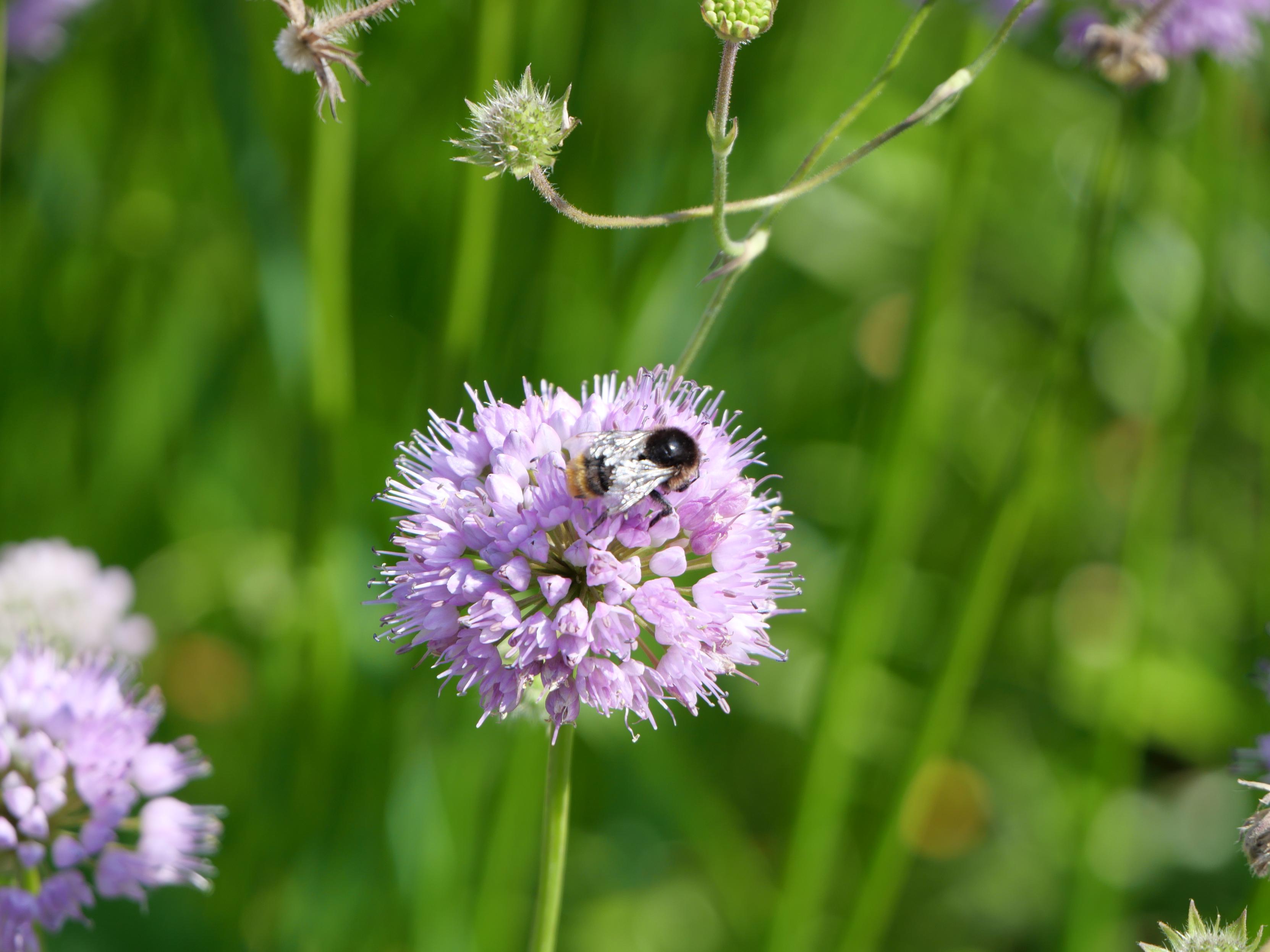 Purple flower with bumblebee!