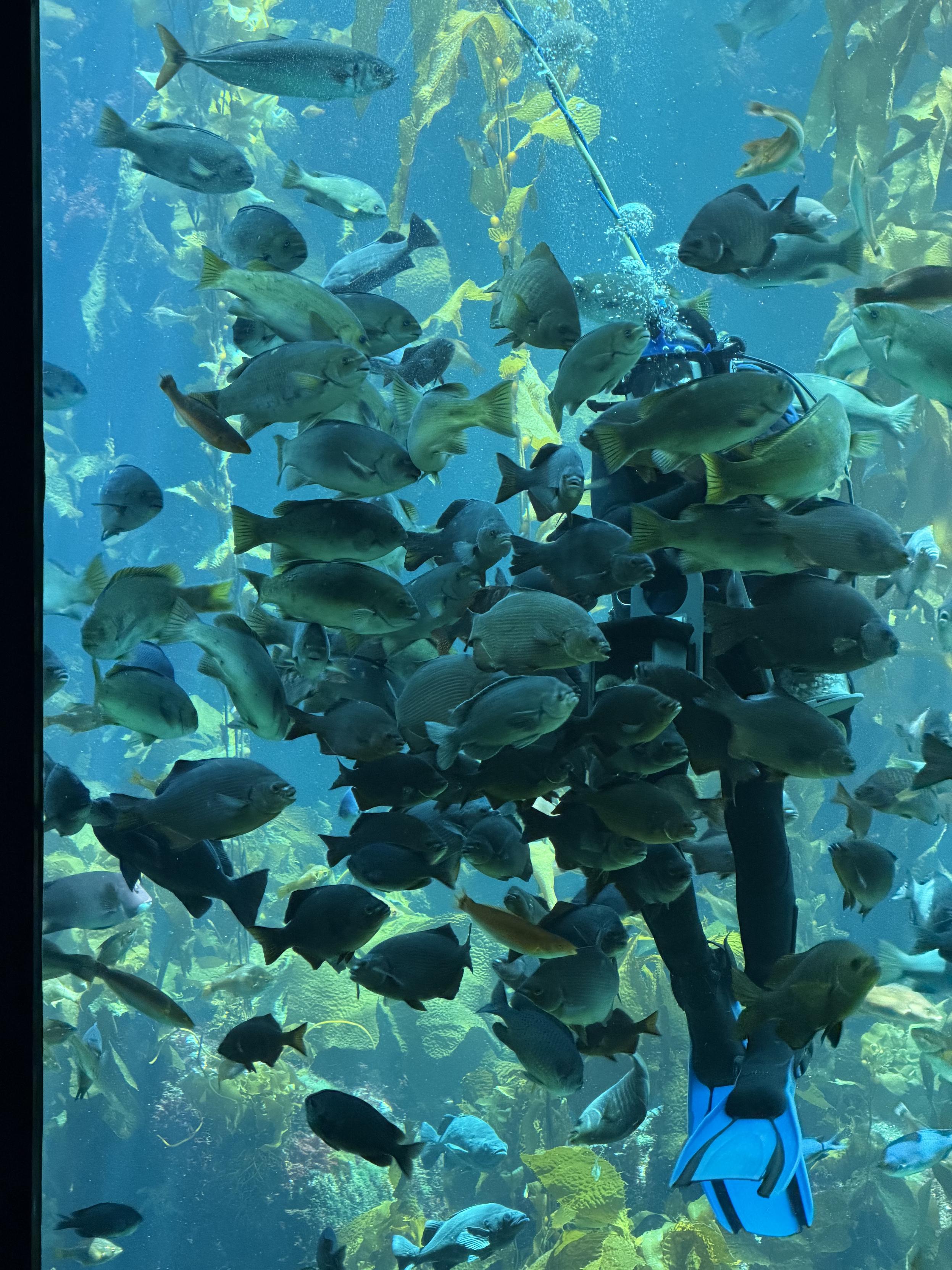 Diver in the Kelp Forest exhibit at Monterey Bay Aquarium, feeding the fish with handfuls of squid and the fish are absolutely swarming her. She’s been feeding them for 40 years now!