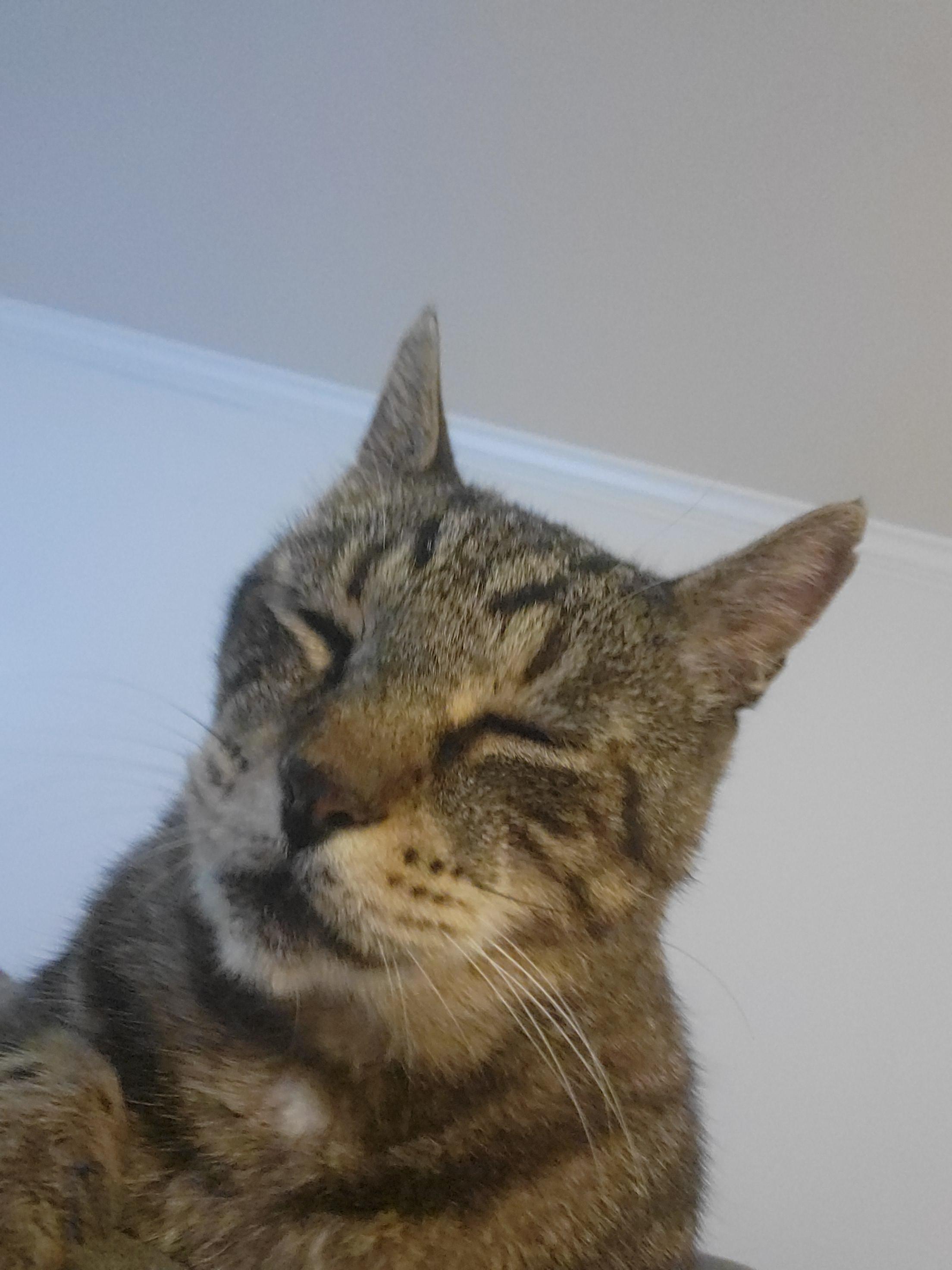 Grey tabby with eyes closed after receiving lots of pets.
