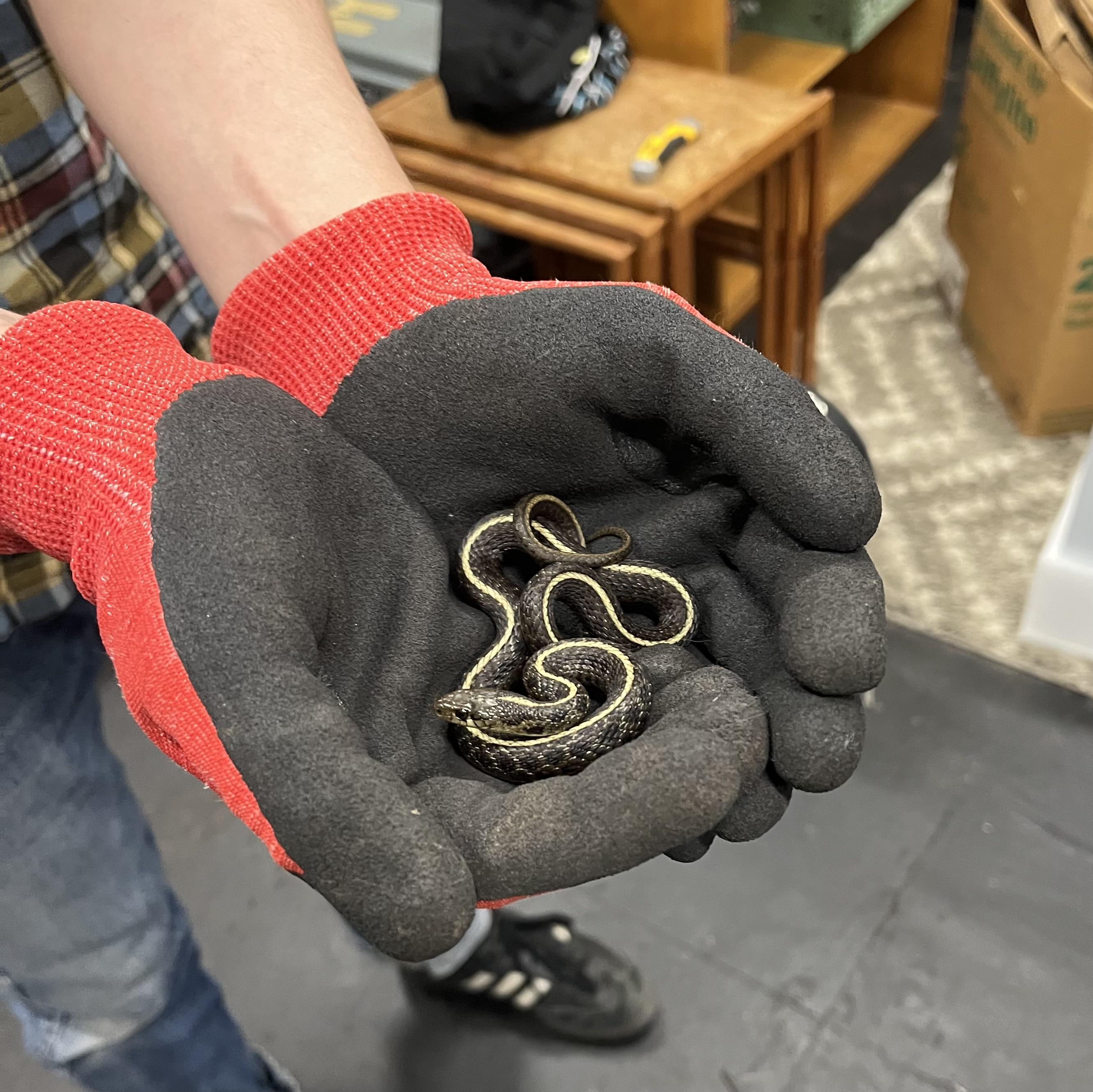 holding a little garter snake with red and black gloves indoors.