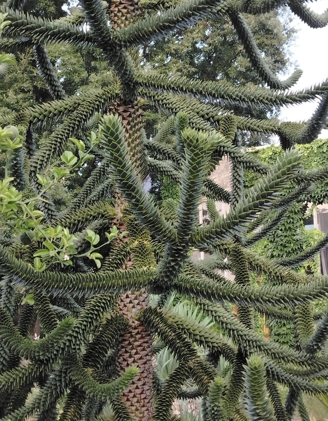 monkey puzzle evergreen tree