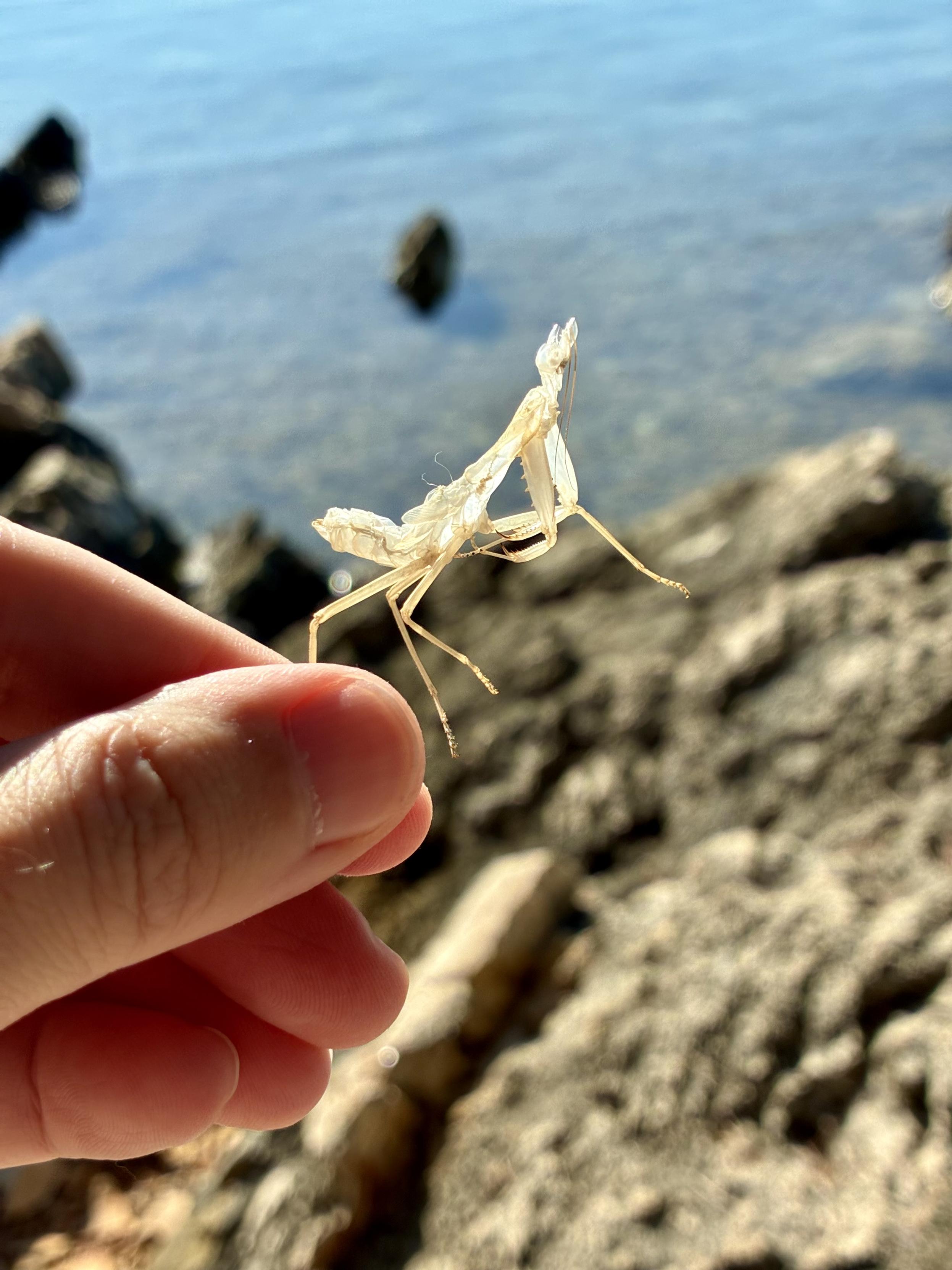 A praying mantis’ husk