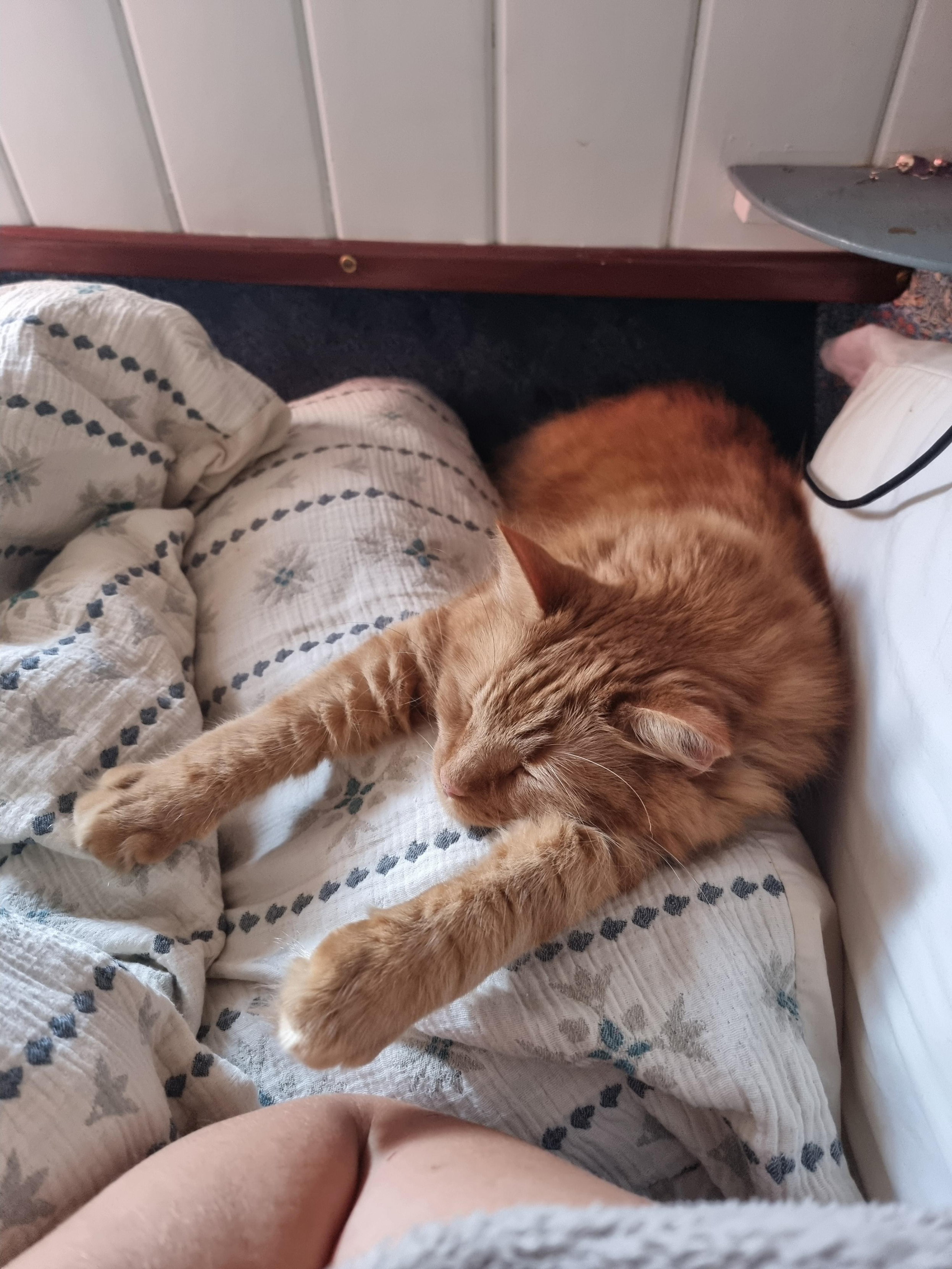 Orange taby cat laying on a pillow with paws stretched in front of him.