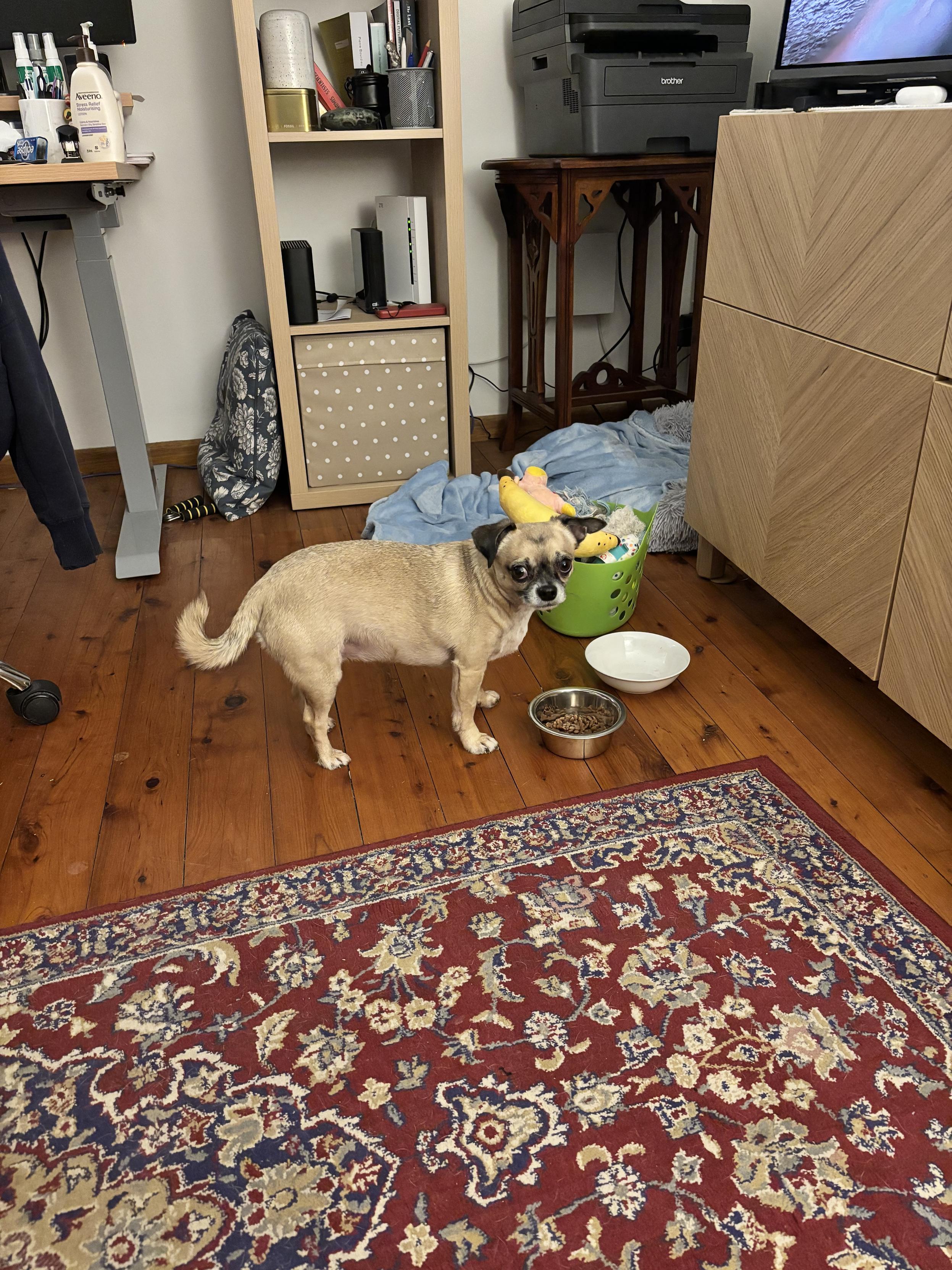 Picture of a very sad Chihuahua when faced with a bowl of kibble