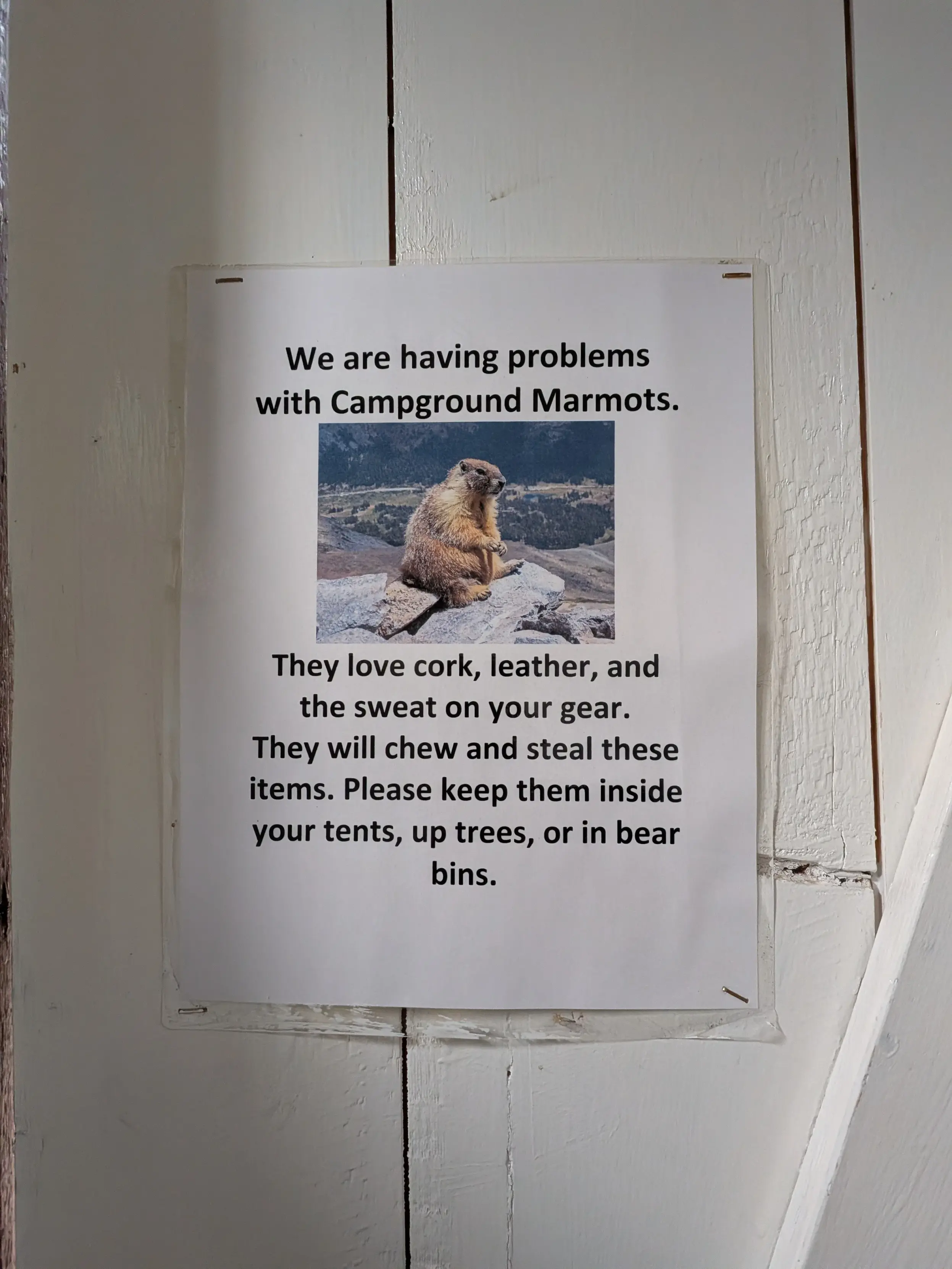 Sign that reads "We are having problems with campground marmots. They love cork, leather, and the sweat on your gear. they will chew and steal these items. please keep them inside your tents, up trees, or in bear bins." with a picture of a marmot sitting like it's at home watching TV
