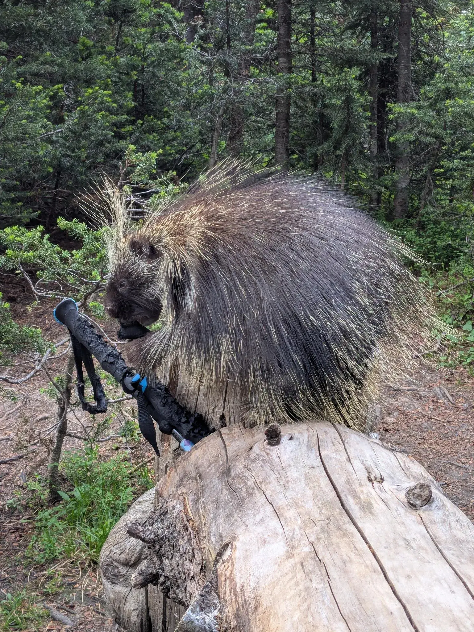 A porcupine chewing the cork off hiking poles