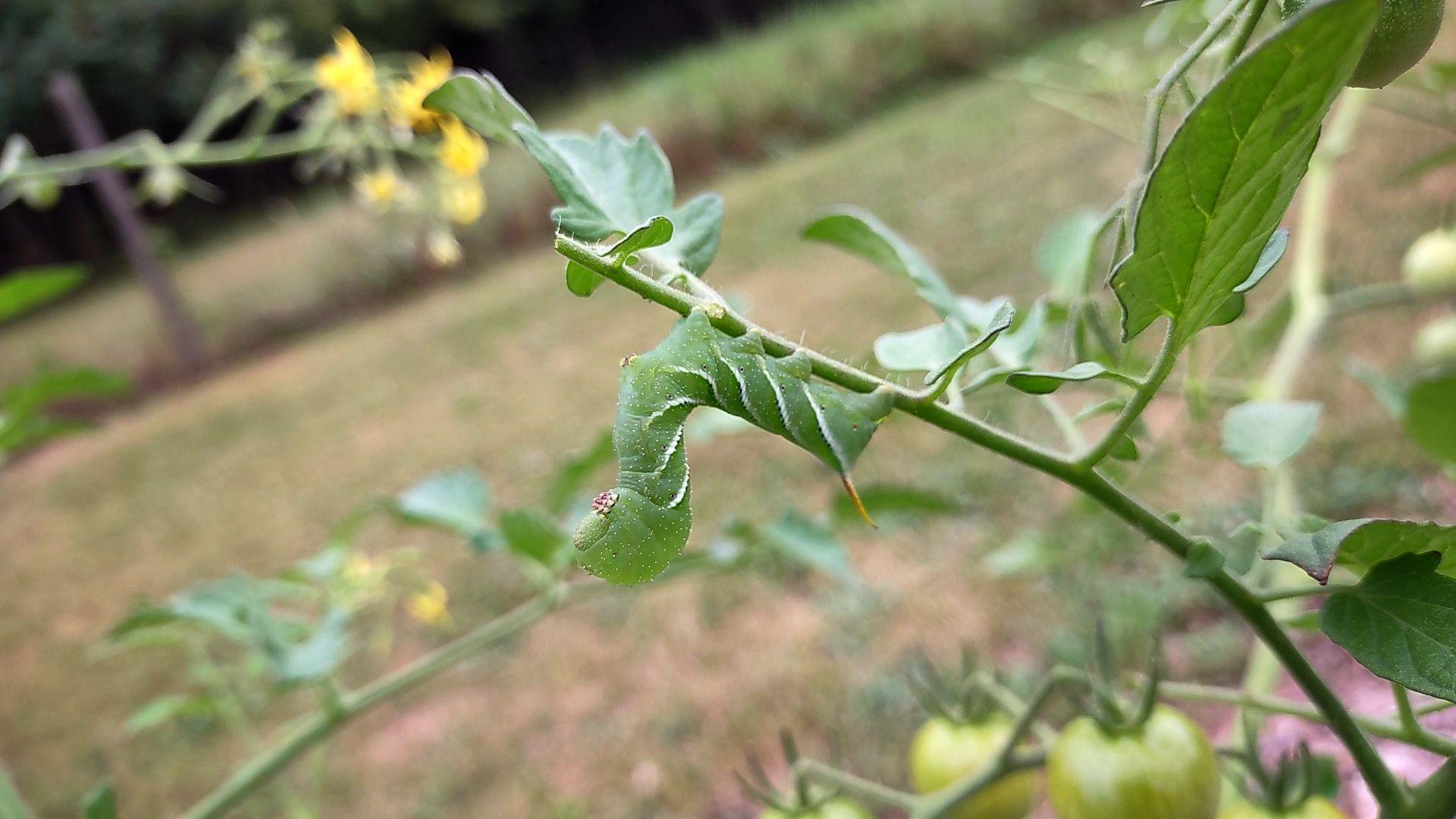 A small ~1.5 inch long Tomato/ Tobacco Worm hanging upside down on a slightly munched on tomato stem. Green with white slash marks along the body. Has tiny white dots sprinkled about with a red tail. A small white dot with a black center is adjacent to each white slash mark.