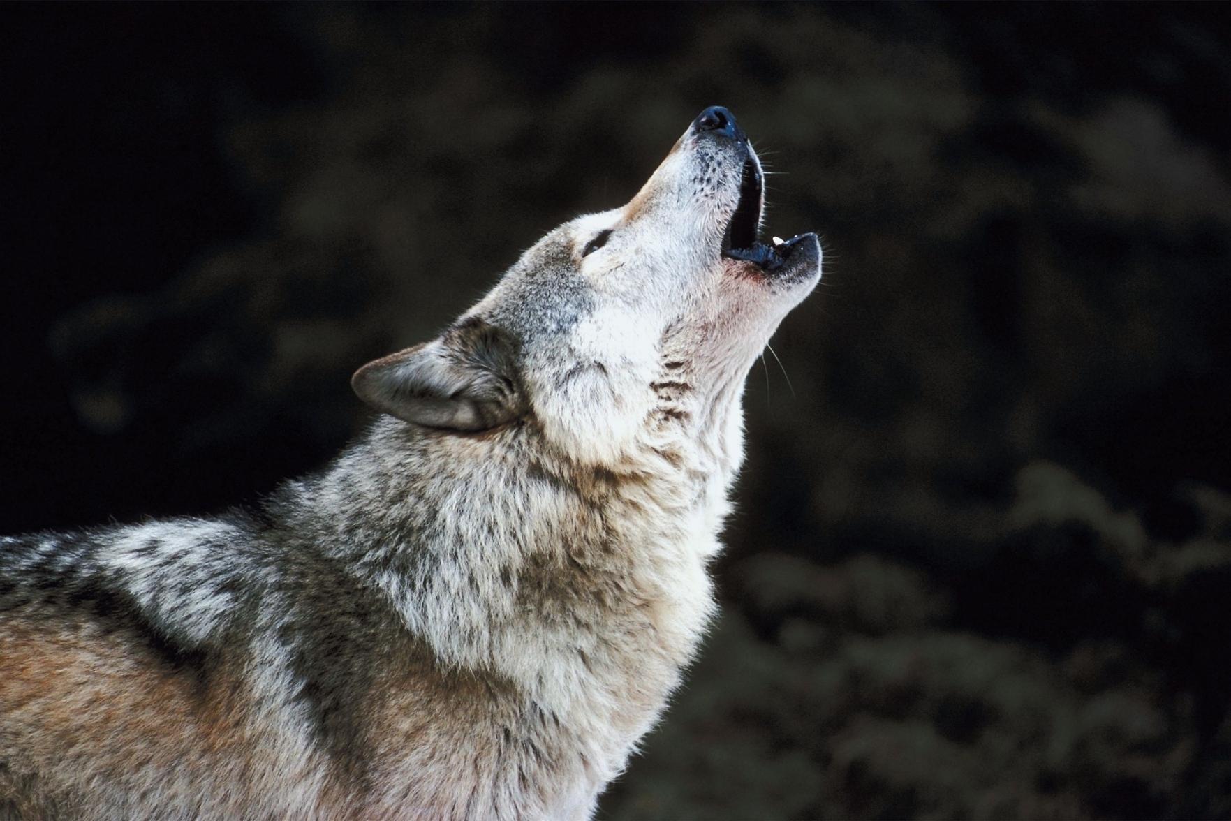 Tornado siren test, this time featuring a grey wolf.