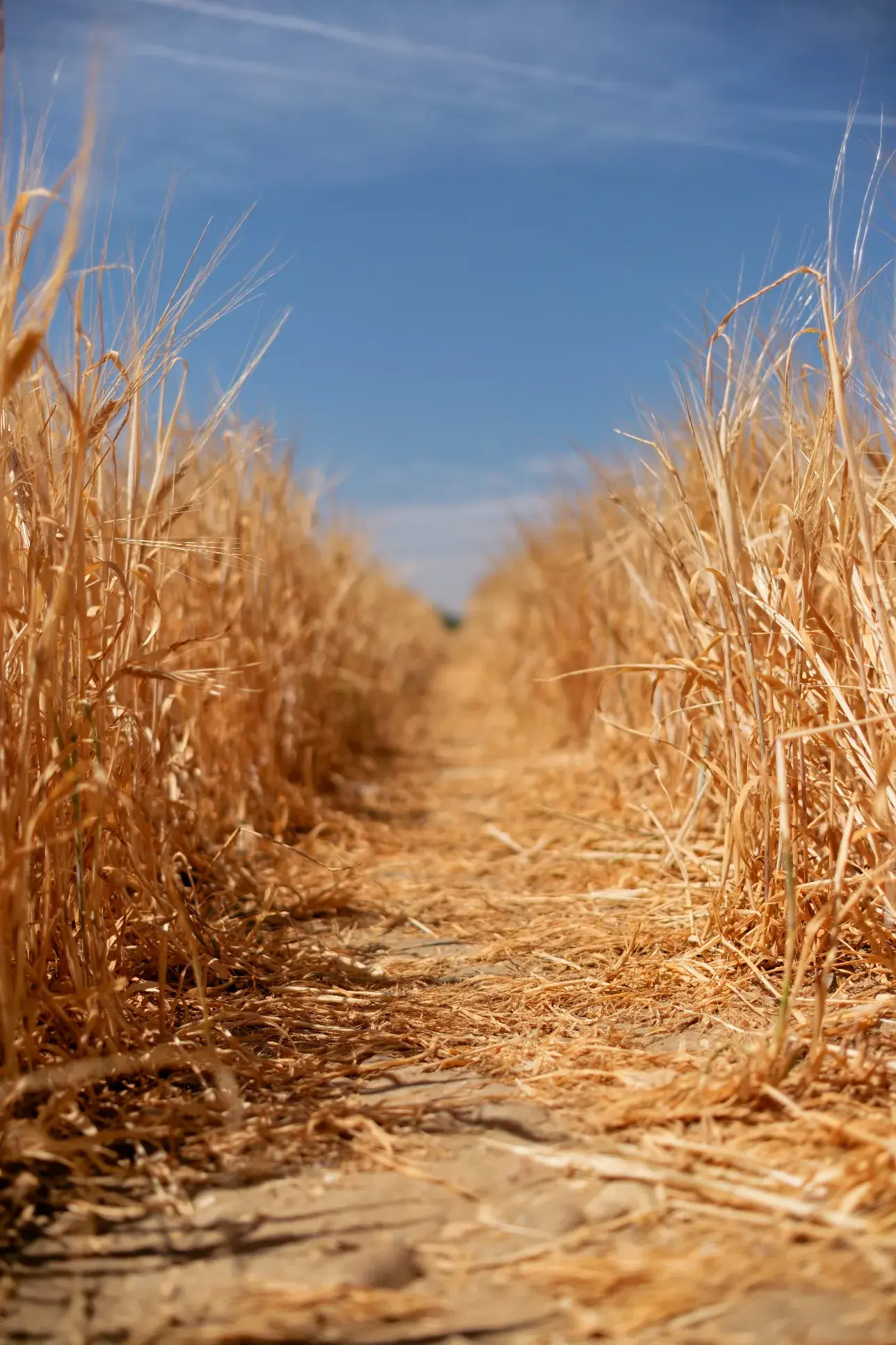 A low-angle, eye-level shot captures a narrow dirt path cutting through a dense field of tall, golden-brown wheat or barley stalks under a bright blue sky with a few wispy clouds. The path, covered in dry straw and patches of soil, leads toward the center background, creating a strong sense of perspective. The stalks on either side are closely packed, their textured texture and warm color contrasting sharply with the deep blue of the sky above. The lighting appears bright and sunny, casting soft shadows within the field.