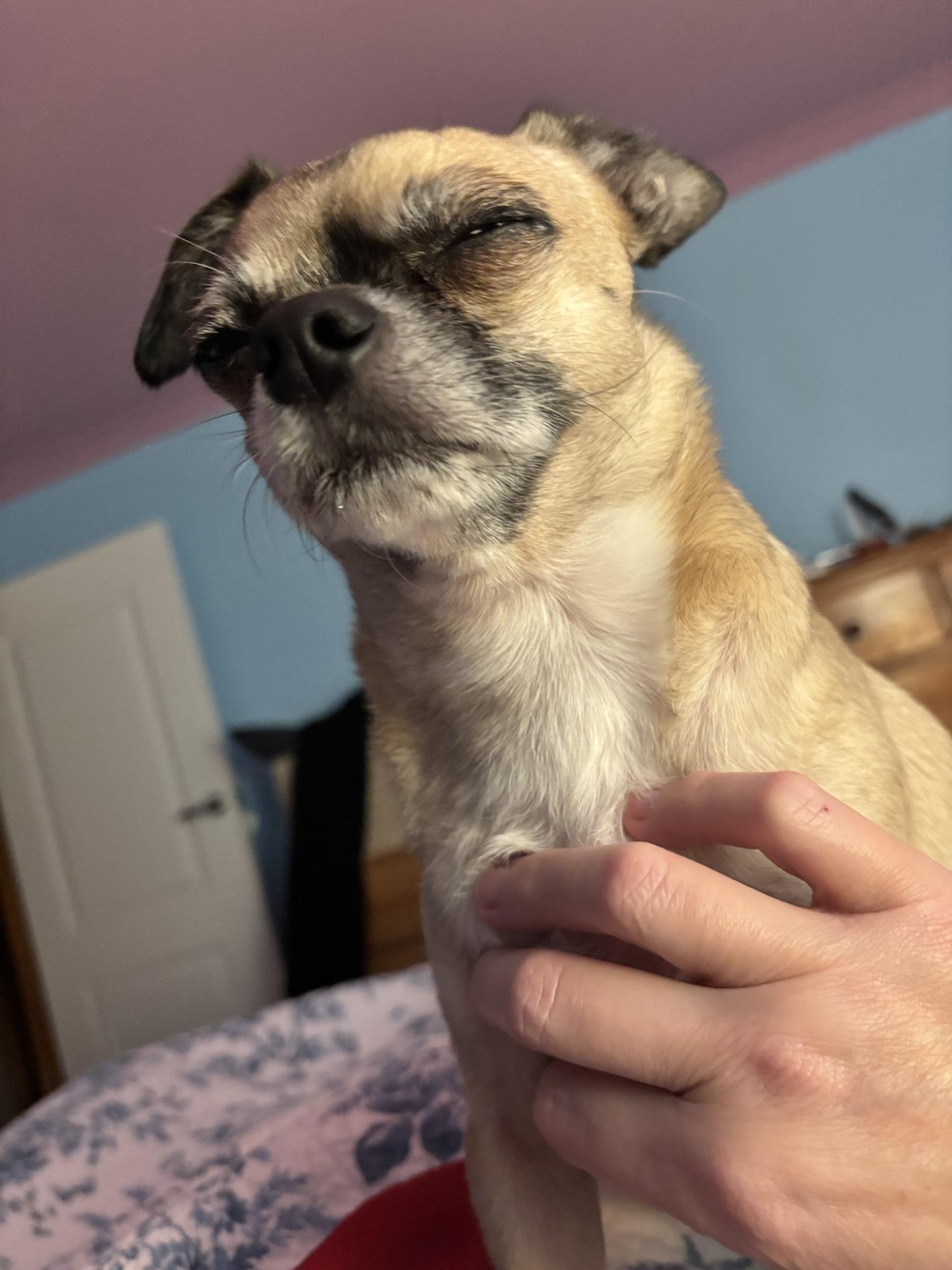 Blissed out chihuahua