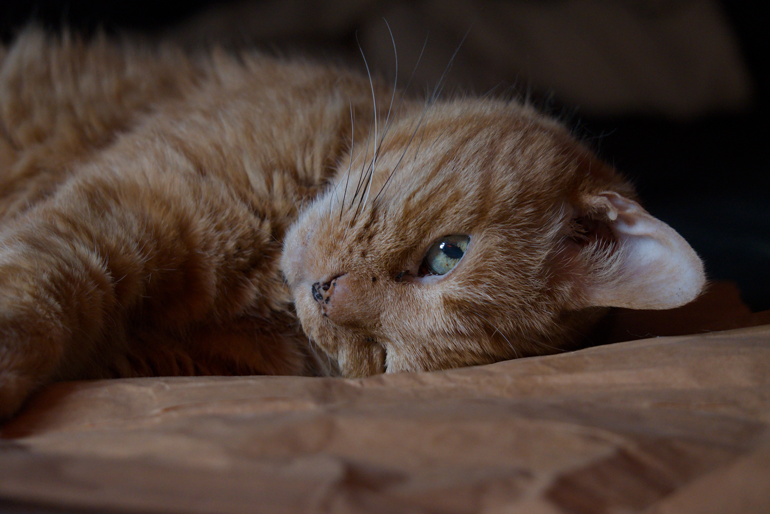 Goose the catte, lying on his side, being all cute, with one eye open, looking at the camera, wondering what this strange contraption I'm pointing at him is. That strange contraption is a brand-new Sony a6700.