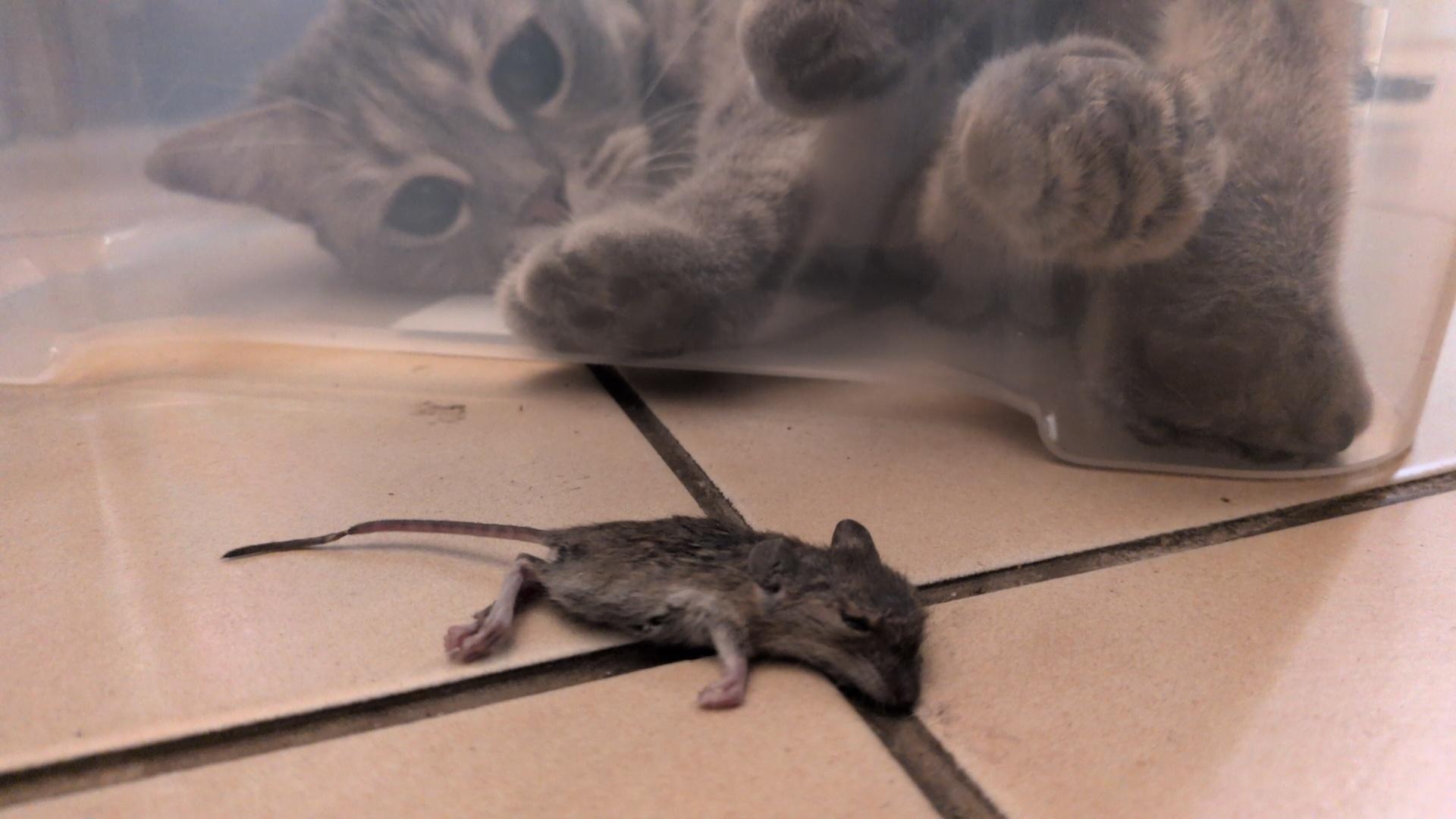 There is a dead mice body laying on the foloor, on the background we see a grey shorthair cat inside a transparent  plastic box, it is looking to the mice with "killing-machine" eyes