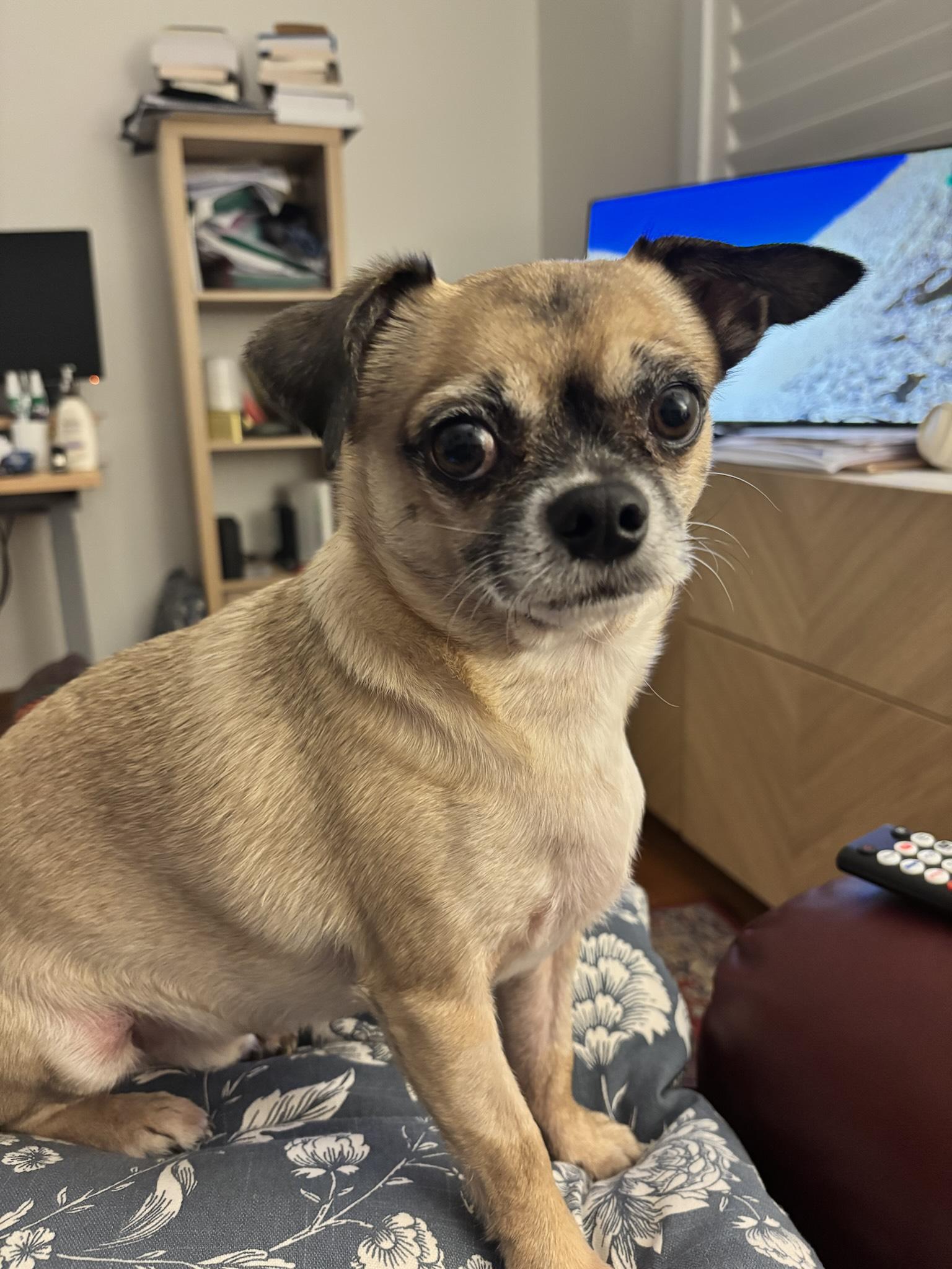 Chihuahua looking Direct at camera with a longing look (he is after my dinner I think)