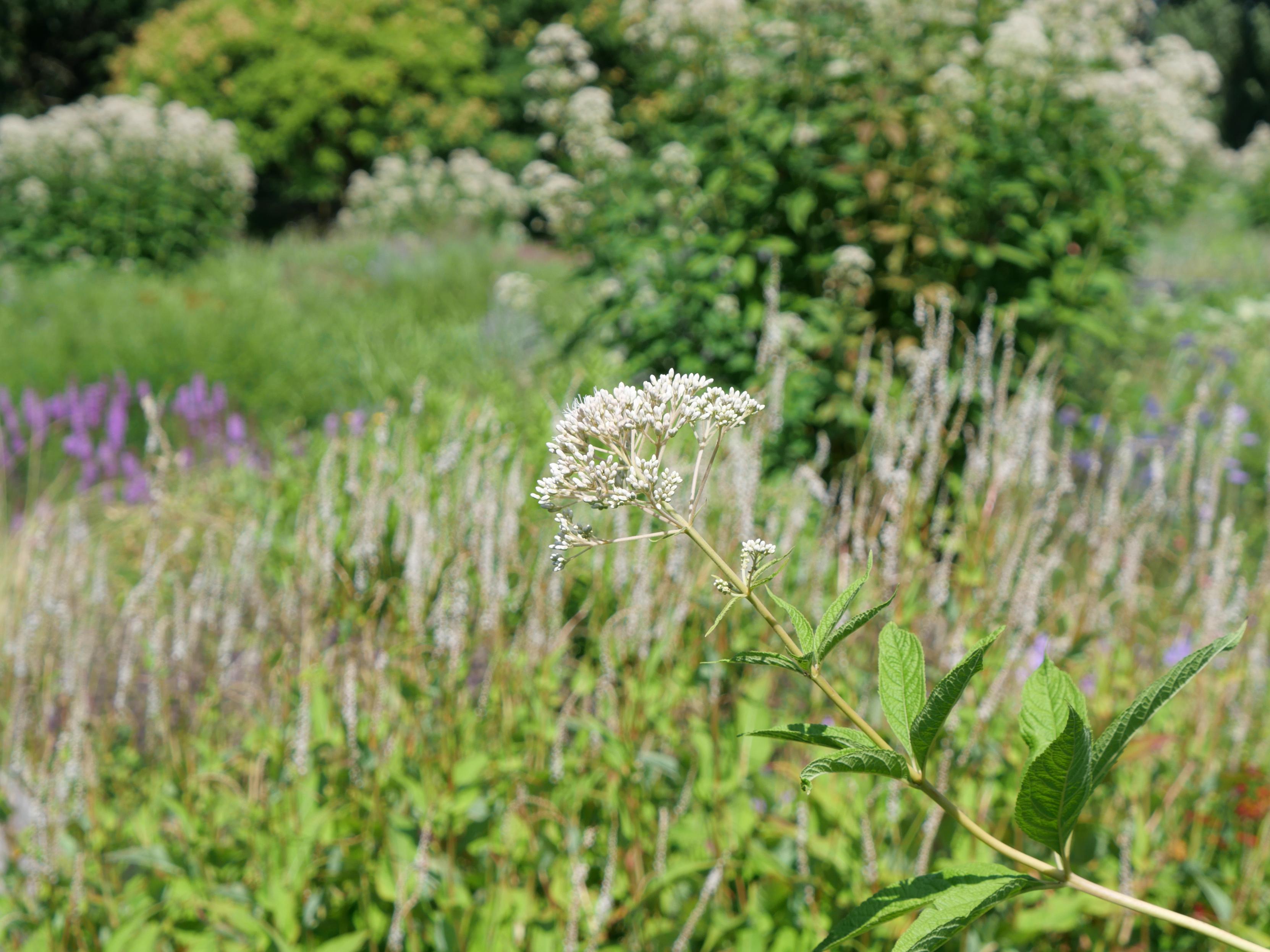 Small white flowers against a background of other flowers in a meadow.