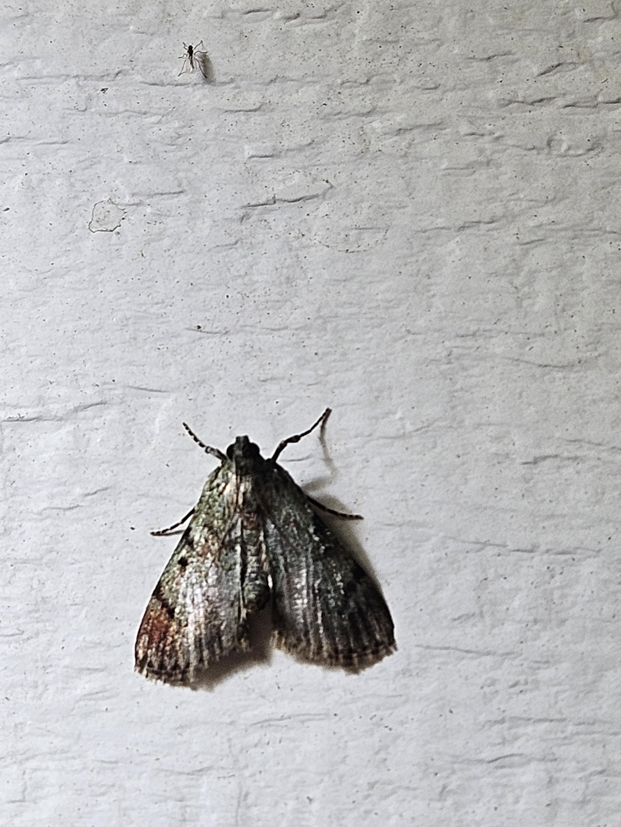A small moth with wings 2/3 metallic green at the top, followed by a bent black line and finally metallic copper color