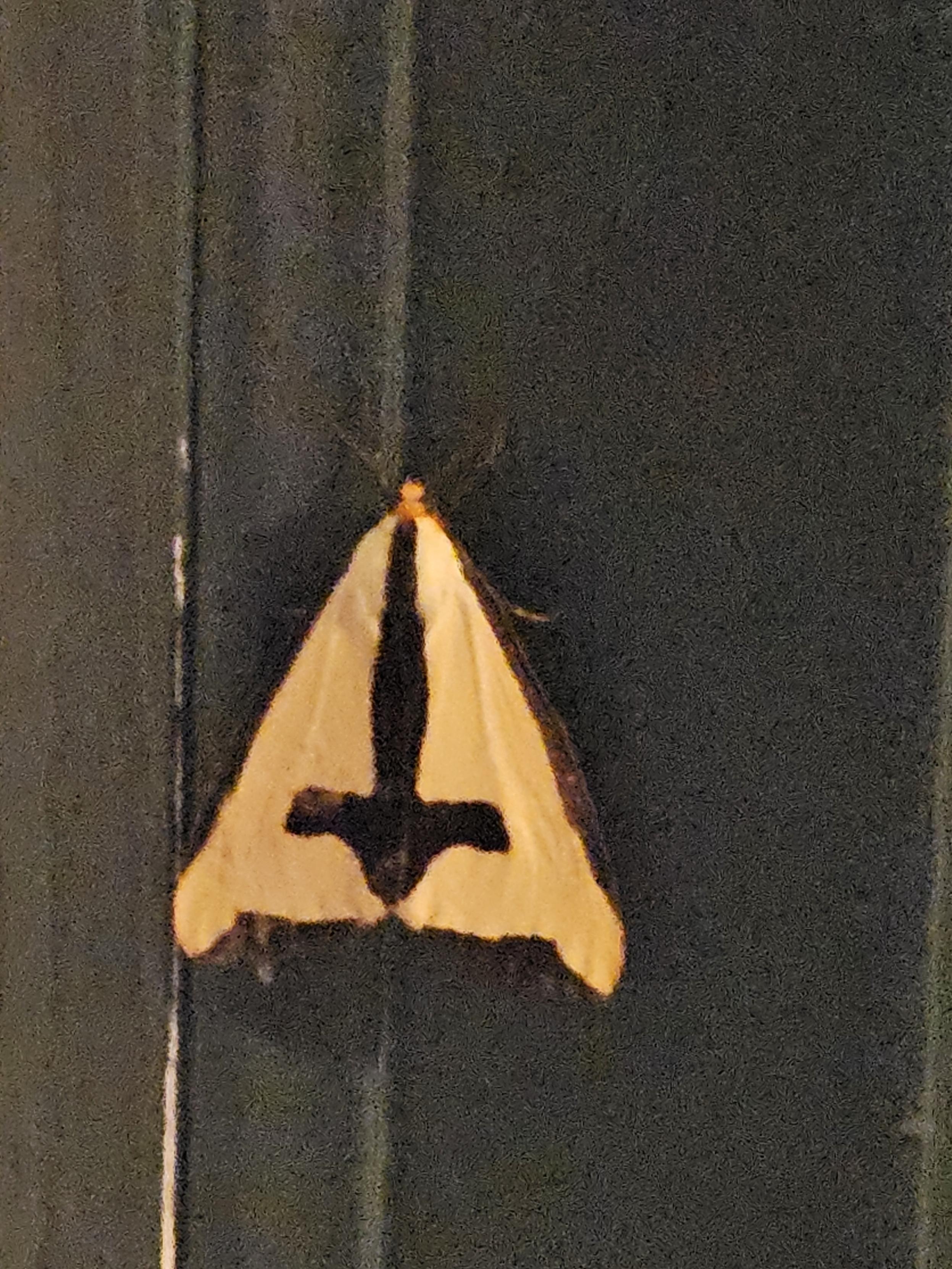 A large, bright yellow moth with striking black marks that resemble a cross