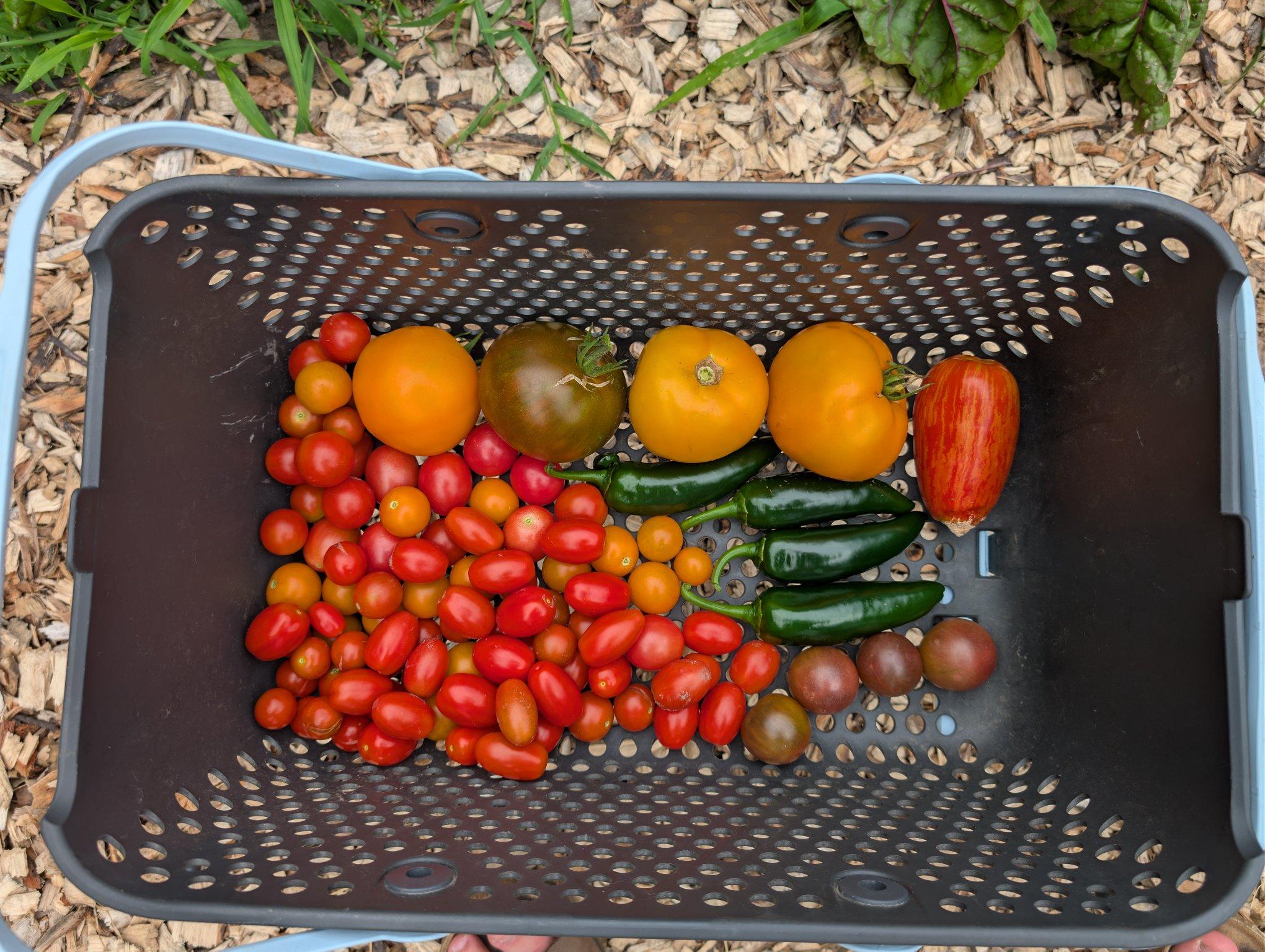 A Gardeners Supply mod-hod filled with tomatoes. An array of multicolored shaped and sized cherry tomatoes take up most of it. 3 Marmalade Sky, 1 Black Krim, and 1 speckled roman tomato sit at the top of the basket. Nestled in the center right are 4 Jalafuegos