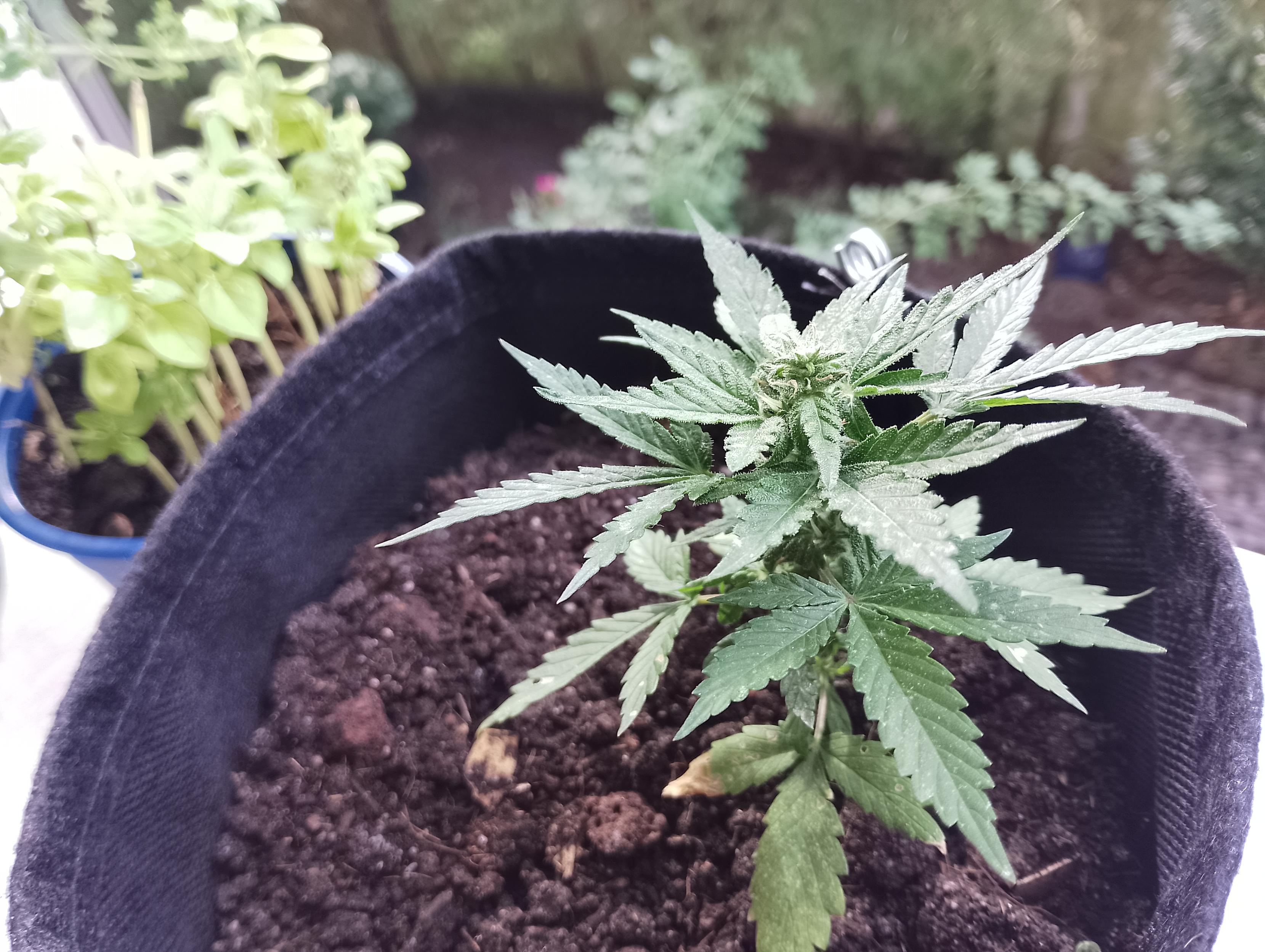 Rechts vorn eine Mini hanfpflanze, die sich bereits in der Blüte befindet, dahinter links oben zum Größenvergleich ein Basilikumtopf
