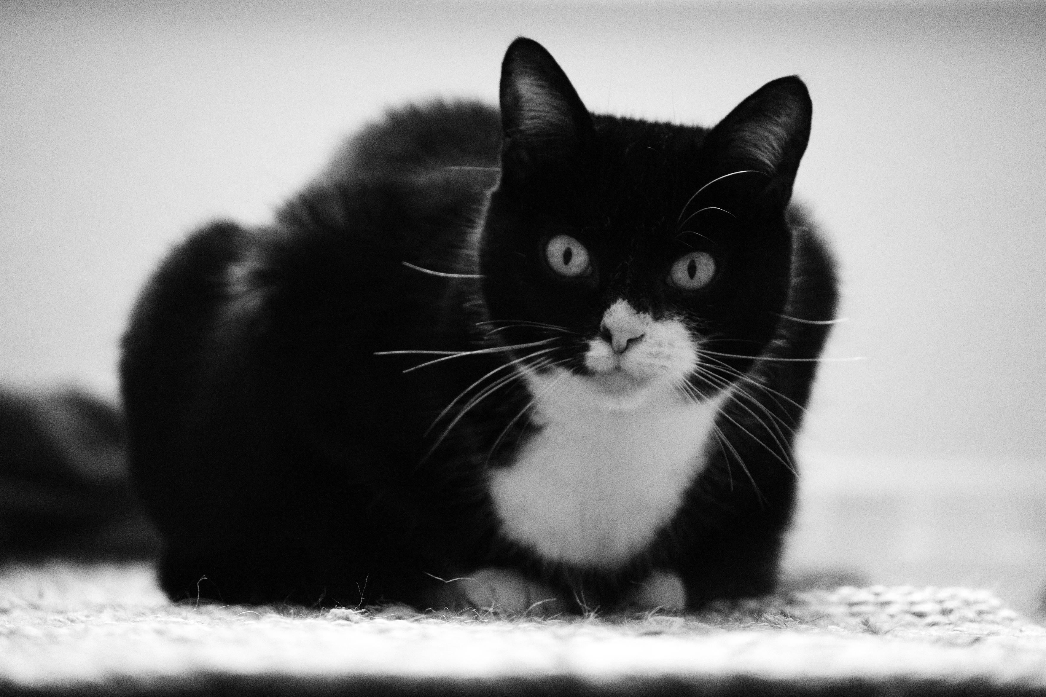 A black and white photo of a black and white cat crouching on a rug and looking directly into the camera.